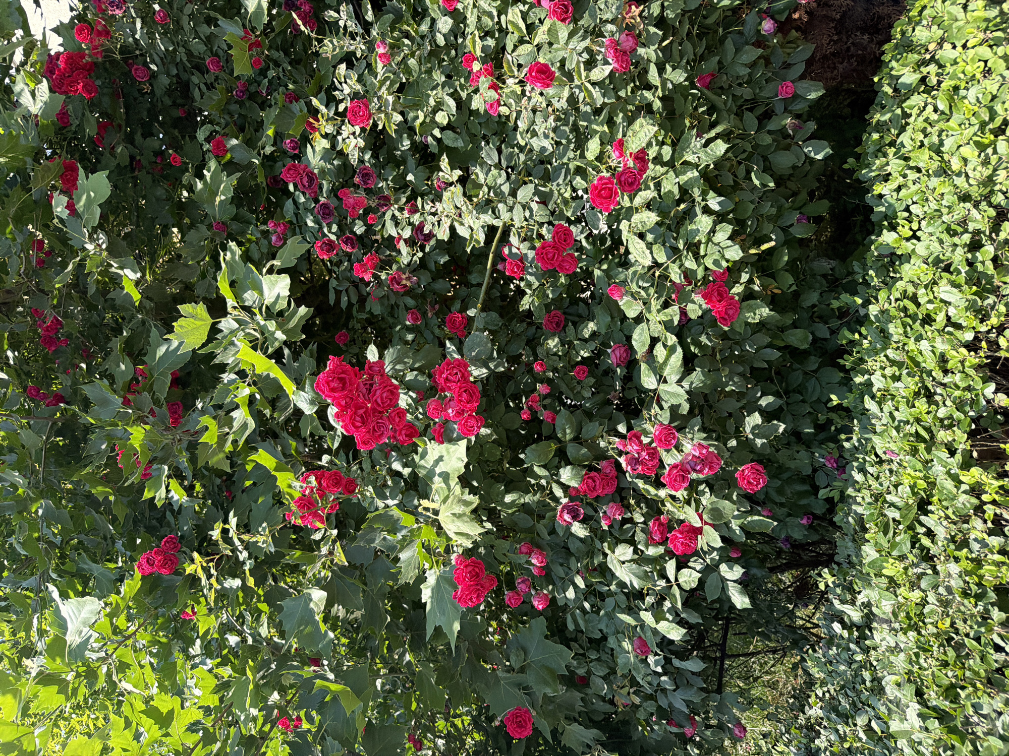 The image shows a dense bush of bright red roses in full bloom, set against a backdrop of lush green leaves. The roses are of varying sizes, with some appearing as tight buds and others fully open, revealing their intricate petal structure. Sunlight filters through the leaves, casting dappled shadows and highlighting the vibrant color of the flowers. The bush is thick and appears to be well-established, with numerous branches and stems supporting the profusion of blooms. Below the rose bush, a lower layer of smaller, uniformly green foliage forms a textured carpet, suggesting a well-maintained garden or park area. The overall impression is one of natural beauty and abundance, with a focus on the striking contrast between the red roses and the surrounding greenery.
This scene is located in the Borisova Gradina park in Sofia, Bulgaria. The park is a vast green space in the heart of the city, known for its beautiful gardens, walking paths, and recreational areas. The presence of such a lush rose bush is characteristic of the park's extensive floral displays, which are meticulously cared for by the park's horticultural staff. The lighting and the density of the vegetation suggest a sunny day, likely during the late spring or summer months when roses are in their peak flowering season. The image captures a tranquil and picturesque moment within the urban landscape of Sofia.