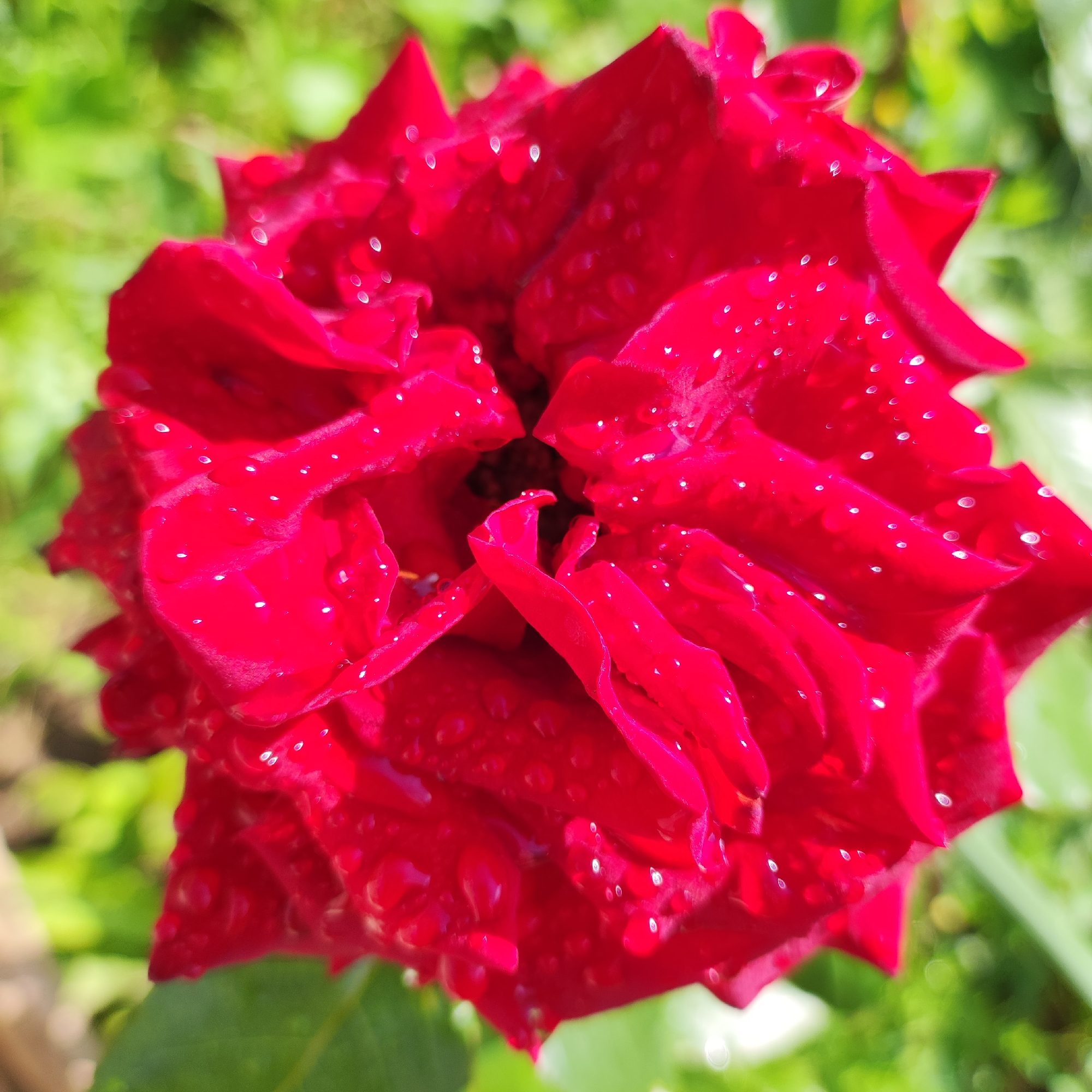 A close-up, eye-level shot captures a vibrant red rose in Navoloki, Russia. The rose's petals are adorned with numerous small, glistening water droplets, suggesting it has recently rained or been watered. The flower is in focus, with its rich red hue and delicate texture clearly visible. The background consists of blurred green foliage, creating a soft bokeh effect that emphasizes the rose as the primary subject. The lighting appears natural, with sunlight highlighting the water droplets and the deep color of the petals. There are no people or animals visible in the image. The overall impression is one of natural beauty and freshness.
