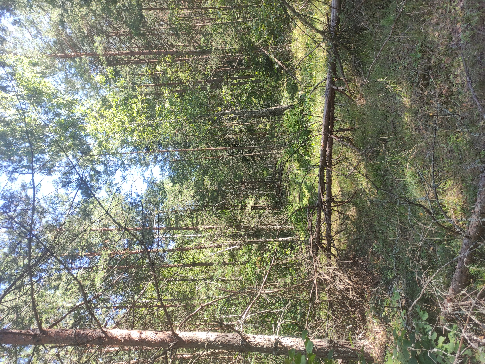 The image depicts a sun-dappled forest floor in Верамейскі сельскі Савет, Belarus. Tall pine and birch trees dominate the scene, their trunks creating a dense canopy that filters the sunlight, casting shadows on the overgrown ground. Fallen branches and logs are scattered across the forest floor, some covered in moss and lichen, indicating natural decomposition. The undergrowth consists of tall grasses, ferns, and smaller saplings. The overall impression is one of a wild, untamed natural environment. There are no people or animals visible in the image.