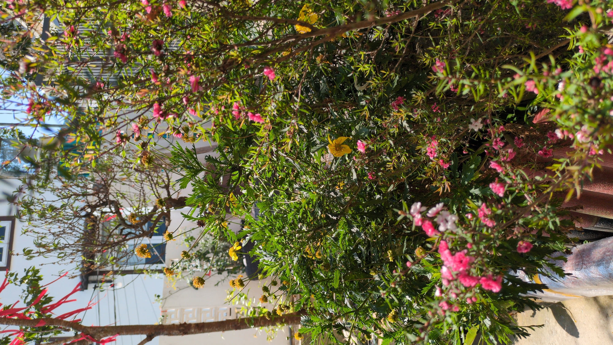 The image shows a close-up view of various plants and flowers, with a blurred cityscape in the background, which indicates an urban setting. Several species of flowering plants are visible, some with small pink and white blossoms, and others with yellow flowers, intermixed with green foliage. A tree branch with sparse foliage is visible on the lower left, adorned with red decorative ribbons or embellishments. In the blurred background, elements of urban architecture are discernible, including buildings, windows, and power lines, suggestive of the city. The overall impression is of a garden or outdoor space in an urban environment. Given the prompt's specification, this is most likely in Da Lat, Vietnam.