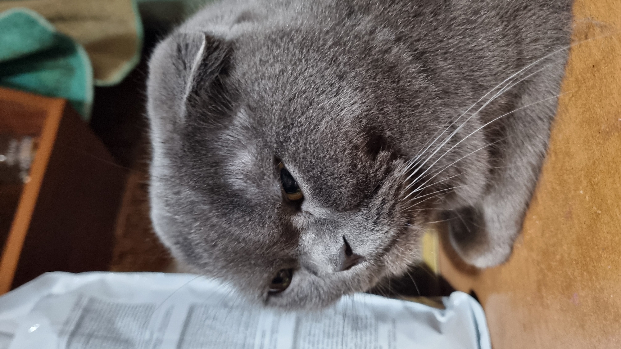 A close-up, eye-level, vertical medium shot captures a grey Scottish Fold cat's face, with its ears folded. The cat is positioned on a brown surface, possibly a table or shelf, with its body slightly blurred in the foreground. To the left, a portion of a white bag with text is visible. In the background, a wooden shelf is seen with some items on it, including what appears to be a teal and brown cloth. The lighting is somewhat dim, casting shadows and highlighting the cat's features. No specific location in the city of Vysokoe, Russia, can be determined from the image.