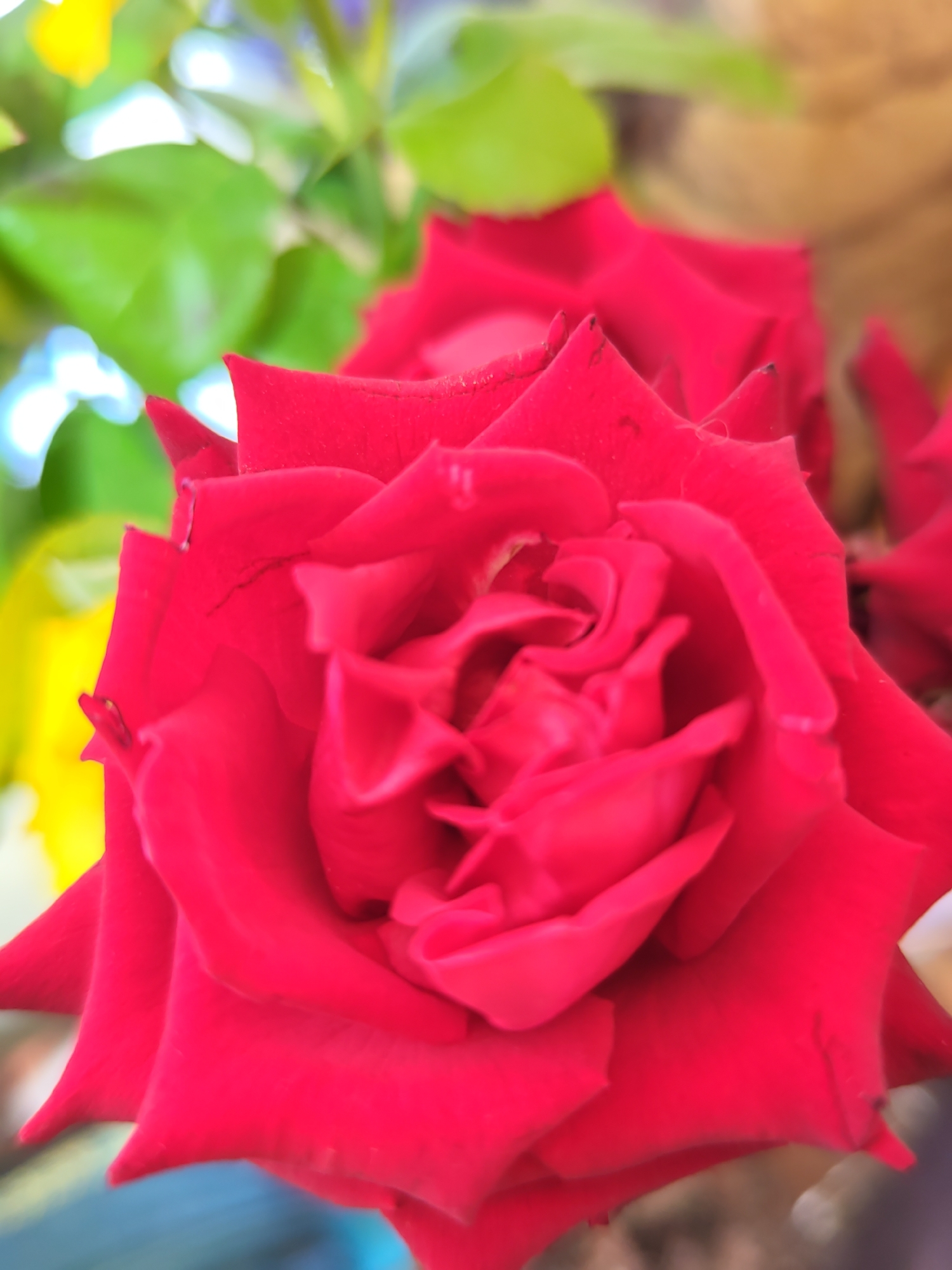 A close-up, high-angle, outdoor shot features a vibrant red rose in the foreground. The rose's petals are intricately layered and unfurled, showcasing a deep, rich red hue. The background is blurred, with hints of yellow and green foliage, as well as some lighter, possibly sky-blue elements, suggesting a garden or natural setting. The lighting appears to be natural, highlighting the texture and color of the rose.