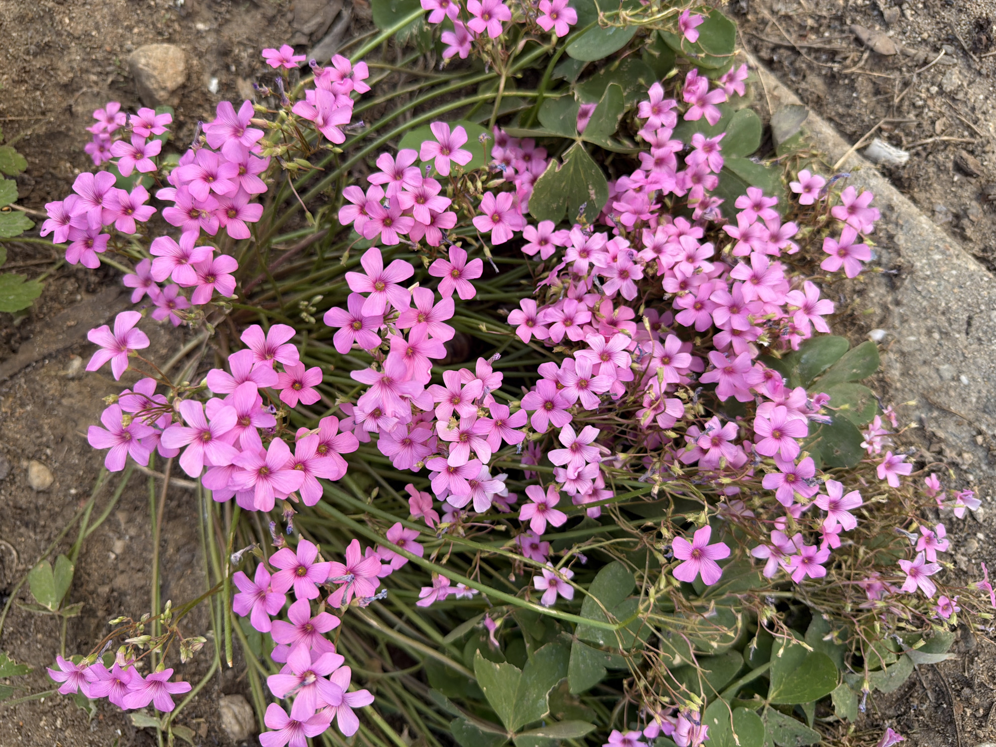 A cluster of small pink flowers with five petals each is shown. The flowers are growing on thin, green stems with some clover-like leaves scattered amongst them. The background is a mix of dry, brown soil and some grey concrete or stone. The image appears to be taken outdoors, possibly in a garden or natural area. There are no people or animals visible in the image.