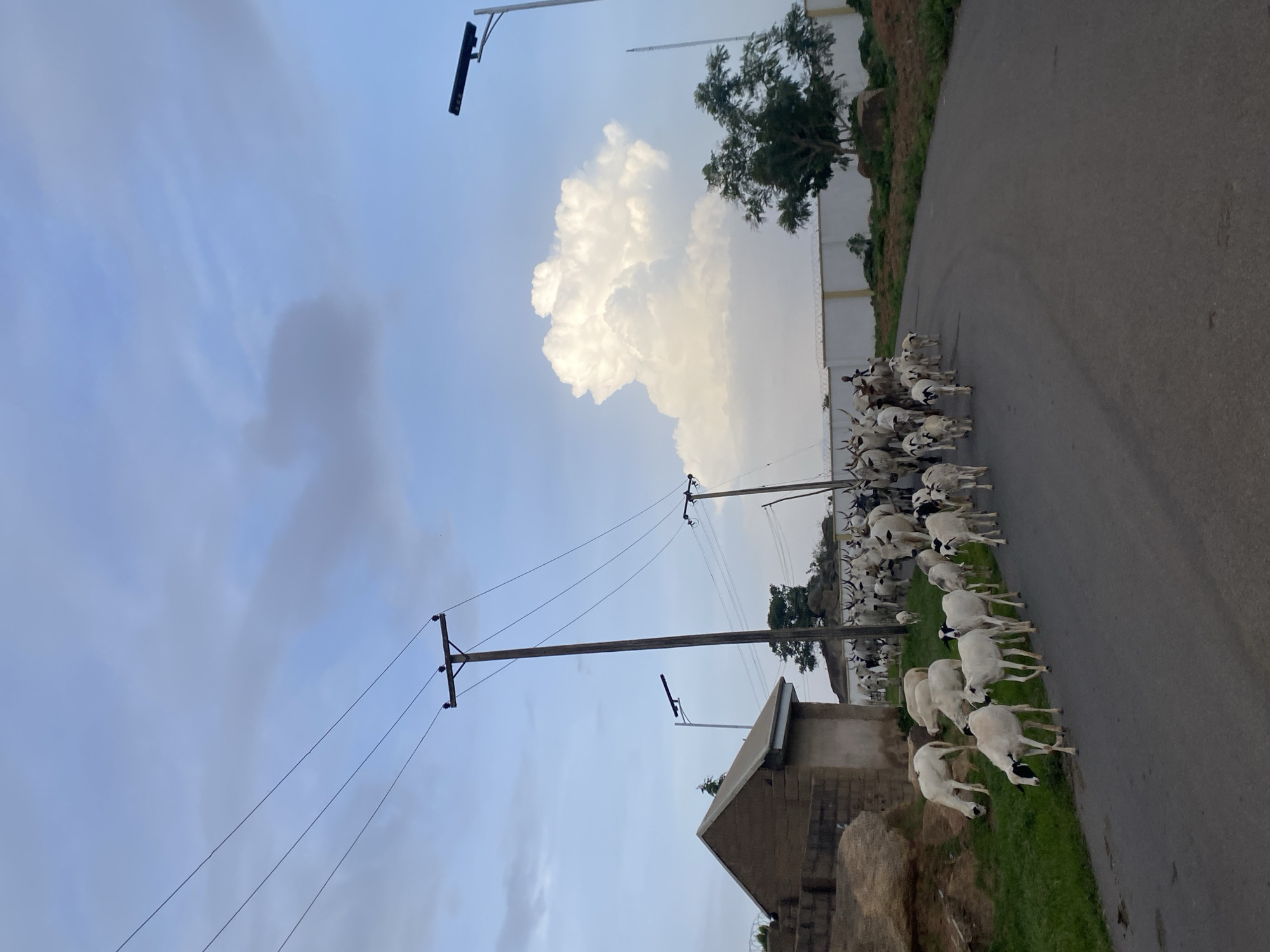 In Barikin Jirga Summa, Nigeria, a herd of livestock, primarily white goats with some cattle, moves along a paved road. The animals are in the foreground and midground, with many of the goats walking directly on the road, some grazing on the grassy shoulder. The cattle are positioned further back and to the right.
The environment features a clear sky with scattered clouds, including a large, white cumulus cloud formation in the distance. Overhead, power lines stretch across the frame, supported by wooden utility poles. A modern street lamp with a solar panel is visible on the right side of the road, while a building constructed with brown bricks and a light-colored roof is situated on the left. The road curves gently to the right in the midground. The overall scene suggests a rural or semi-rural setting with infrastructure elements present.