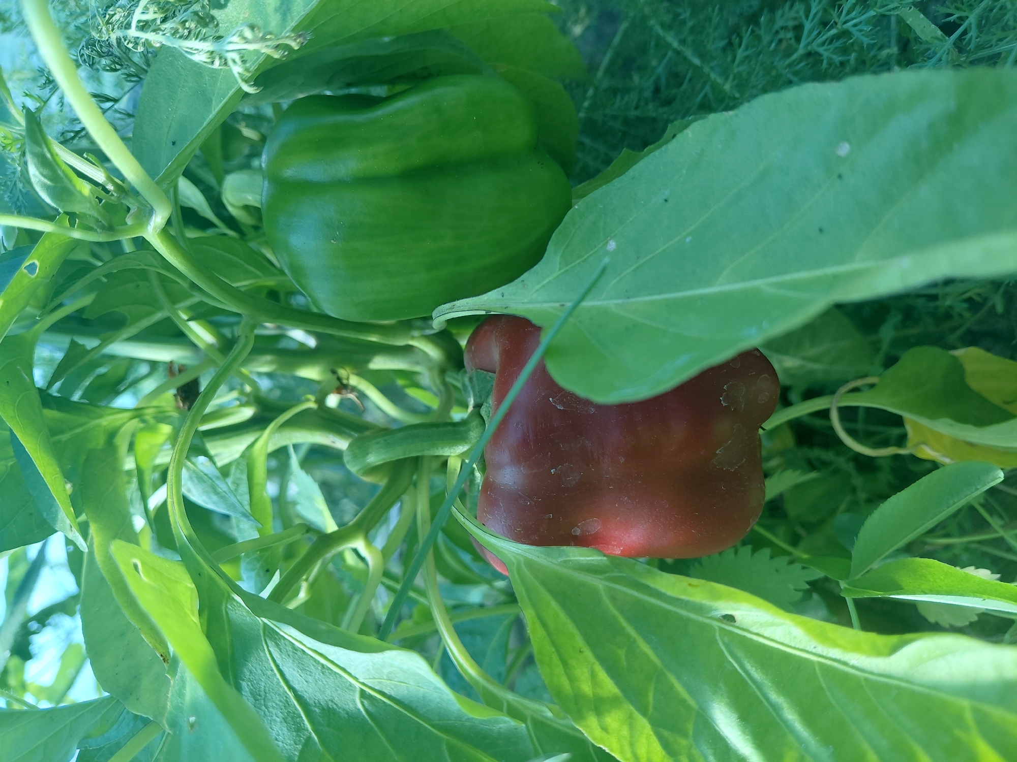 In Malinovka, Russia, two bell peppers, one red and one green, are growing on a plant amidst lush green foliage. The red pepper is in the foreground, partially obscured by leaves, and appears ripe. The green pepper is slightly further back, also surrounded by leaves, and shows the characteristic bell shape. The overall scene is a close-up shot of a pepper plant in a natural setting.
