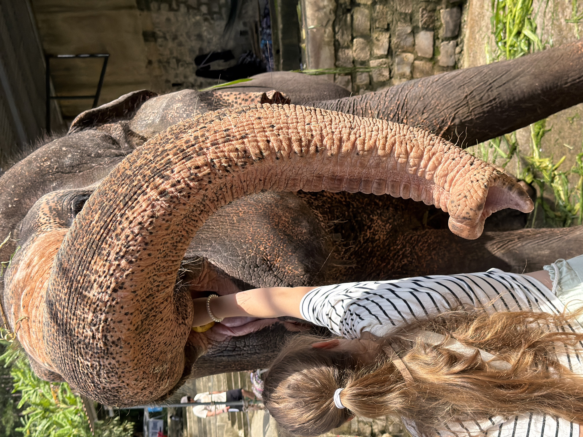 A young person with long, light brown hair tied in a ponytail, wearing a white and black striped shirt and light-colored shorts, feeds a banana to an elephant. The person's right hand, adorned with a pearl bracelet, is extended into the elephant's trunk. The elephant's trunk is large and pinkish-orange with dark speckles and folds, and it is curled upwards towards the person. The elephant's large, dark eye is visible. In the background, there is a brick wall, some green foliage, and a person wearing a light-colored shirt and dark shorts standing on stairs. The scene appears to be an outdoor sanctuary or park. The location is identified as Định An, Vietnam.