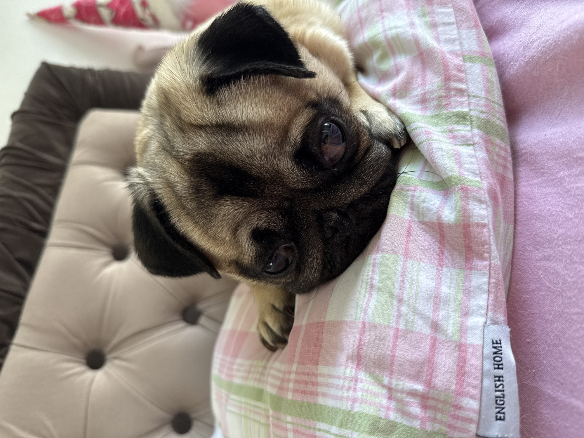 A pug puppy lies on a pillow. The puppy has fawn-colored fur with black markings on its face and ears. Its eyes are dark and appear sad. The pillow is covered with a pink and green plaid fabric. A tag with "ENGLISH HOME" printed on it is visible on the pillow. The background shows a tufted headboard and a hint of a pink patterned fabric.