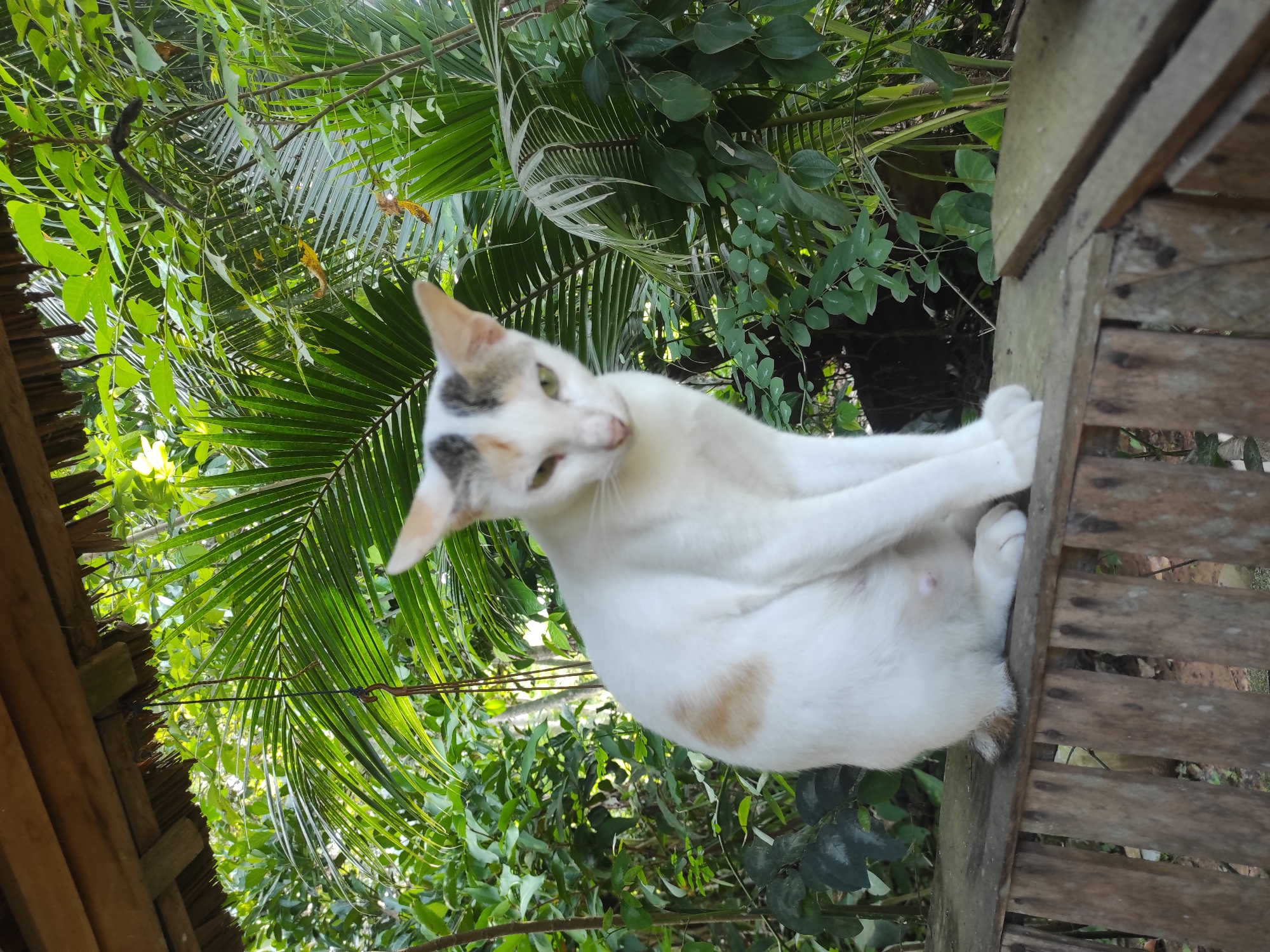 A white cat with patches of gray and tan rests on a weathered, wooden structure. The background consists of dense green foliage, including palm leaves. The image appears to be taken from a low angle. Based on the prompt, the location is Lhokseumawe, Indonesia.