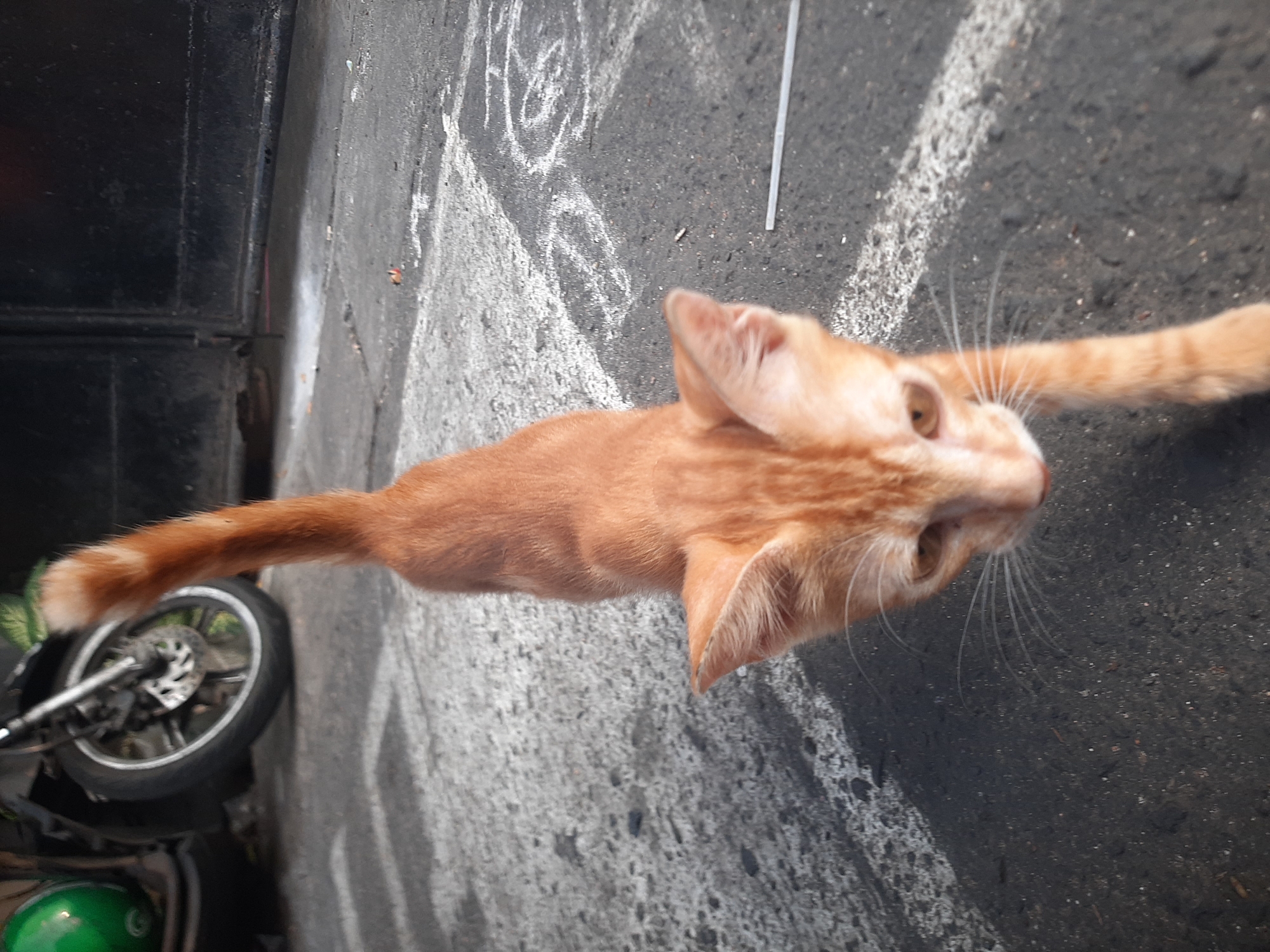 A ginger cat is captured in a low-angle shot, walking towards the camera on an asphalt surface. The cat's fur is predominantly orange with subtle tabby markings. Its eyes are open and focused forward. White chalk markings, possibly children's drawings, are visible on the ground around the cat. In the background, a portion of a motorcycle with a green helmet resting on it is partially visible, as is a black metal gate. The scene appears to be an outdoor urban environment, possibly a sidewalk or street in Central Jakarta, Indonesia, indicated by the presence of a motorcycle and the architectural style suggested by the gate. The lighting suggests daytime.