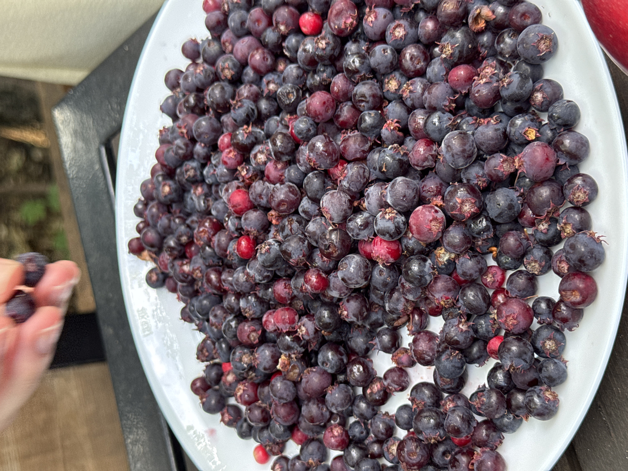 A close-up, high-angle shot shows a white plate overflowing with ripe saskatoon berries. The berries are a mix of deep purple and reddish hues, with some appearing slightly wrinkled or bruised. Many of the berries still have remnants of their dried calyx attached, giving them a slightly spiky appearance. A hand, with fingers extended and blurred due to motion, is visible in the lower left corner, holding a small cluster of berries. The background is out of focus, but suggests an outdoor setting with a dark surface, possibly a table, and hints of greenery. The lighting appears natural, suggesting it's daytime. The image is cropped to focus on the berries, with the plate and hand only partially visible. There is no visible text in the image.