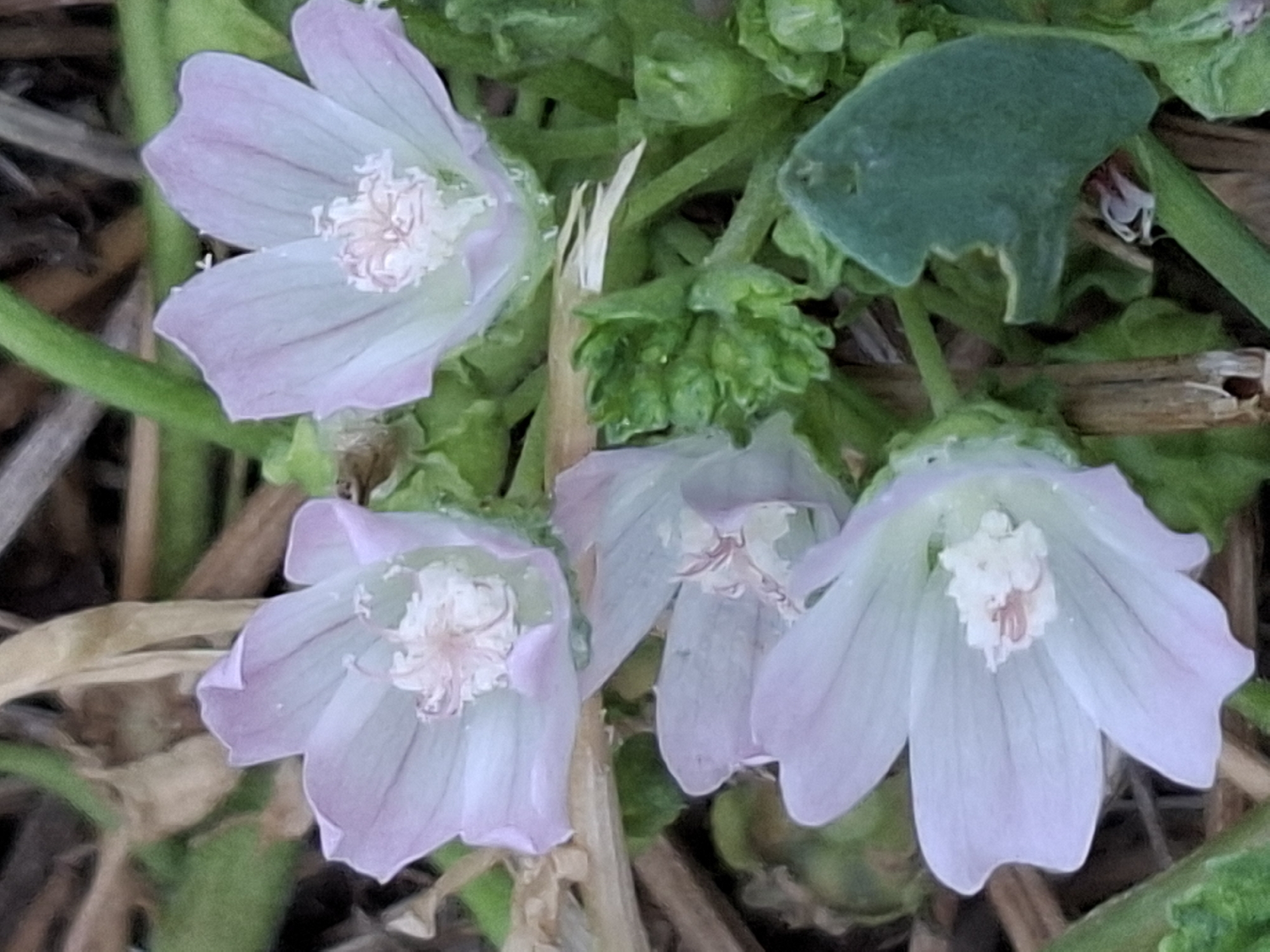 The image displays a close-up view of several light purple, five-petaled flowers nestled among green foliage and brown, dry vegetation. The flowers have a delicate appearance with ruffled edges on their petals and a light pink stamen in the center. One of the green leaves in the foreground shows signs of being eaten, with a noticeable bite mark. The background is blurred, suggesting a natural outdoor setting. The scene is consistent with a garden or park area within the city of Almaty, Kazakhstan, where such flora is common.