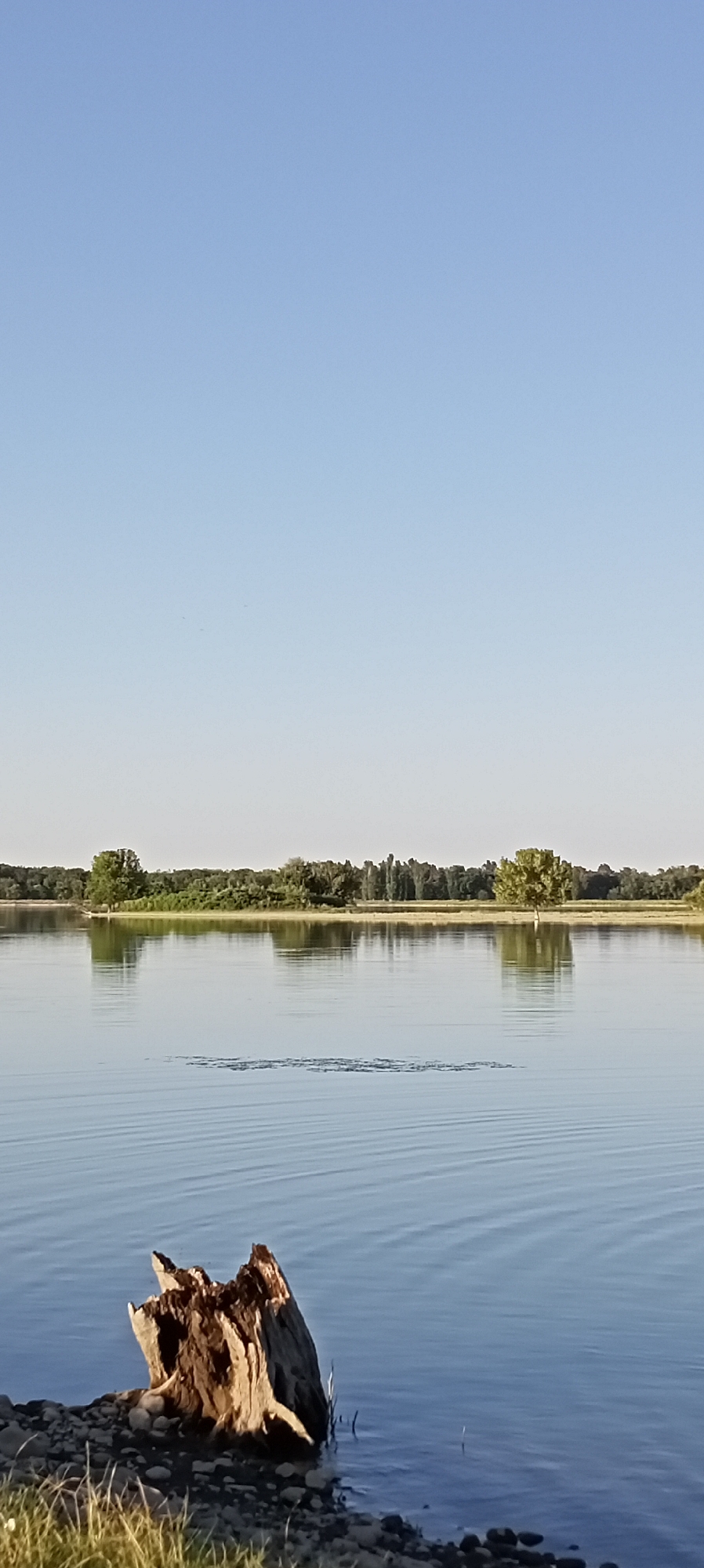 This is a vertical, eye-level, medium shot of a calm body of water. In the foreground on the left is a weathered piece of driftwood, partially submerged in the water and resting on a shore of small rocks and grass. The water extends to the horizon, where a line of trees and vegetation is reflected. The sky above is a clear, pale blue with a few faint birds visible. The image does not show any people or specific landmarks of the city of Aral, Kyrgyzstan.