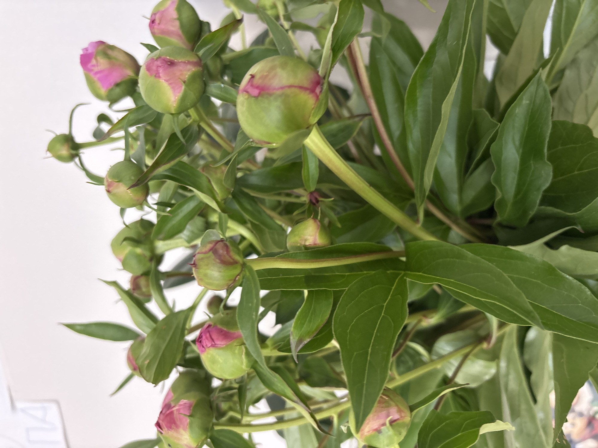The image features a vibrant bouquet of numerous peony flower buds with lush green leaves and stems, presented indoors against a plain, light-colored background. The peonies are in an early stage of development, with most buds tightly closed, revealing hints of bright pink or magenta petals peeking through their green casings.
The foliage is dense and healthy, comprising broad, dark green leaves with visible veins that create a rich texture. The stems are sturdy and also green, supporting the cluster of buds. The composition highlights the fresh, natural state of the flowers, with several buds distributed throughout the arrangement, some in sharper focus than others, indicating depth within the bouquet.
The lighting is soft and ambient, suggesting an indoor setting, possibly during the daytime. In the bottom left corner of the image, faint, blurry text resembling Cyrillic characters, possibly "ПА", is partially visible on a white surface. The overall impression is one of natural beauty and the anticipation of blooming flowers, set in what is contextually identified as Chaikovsky, Russia.