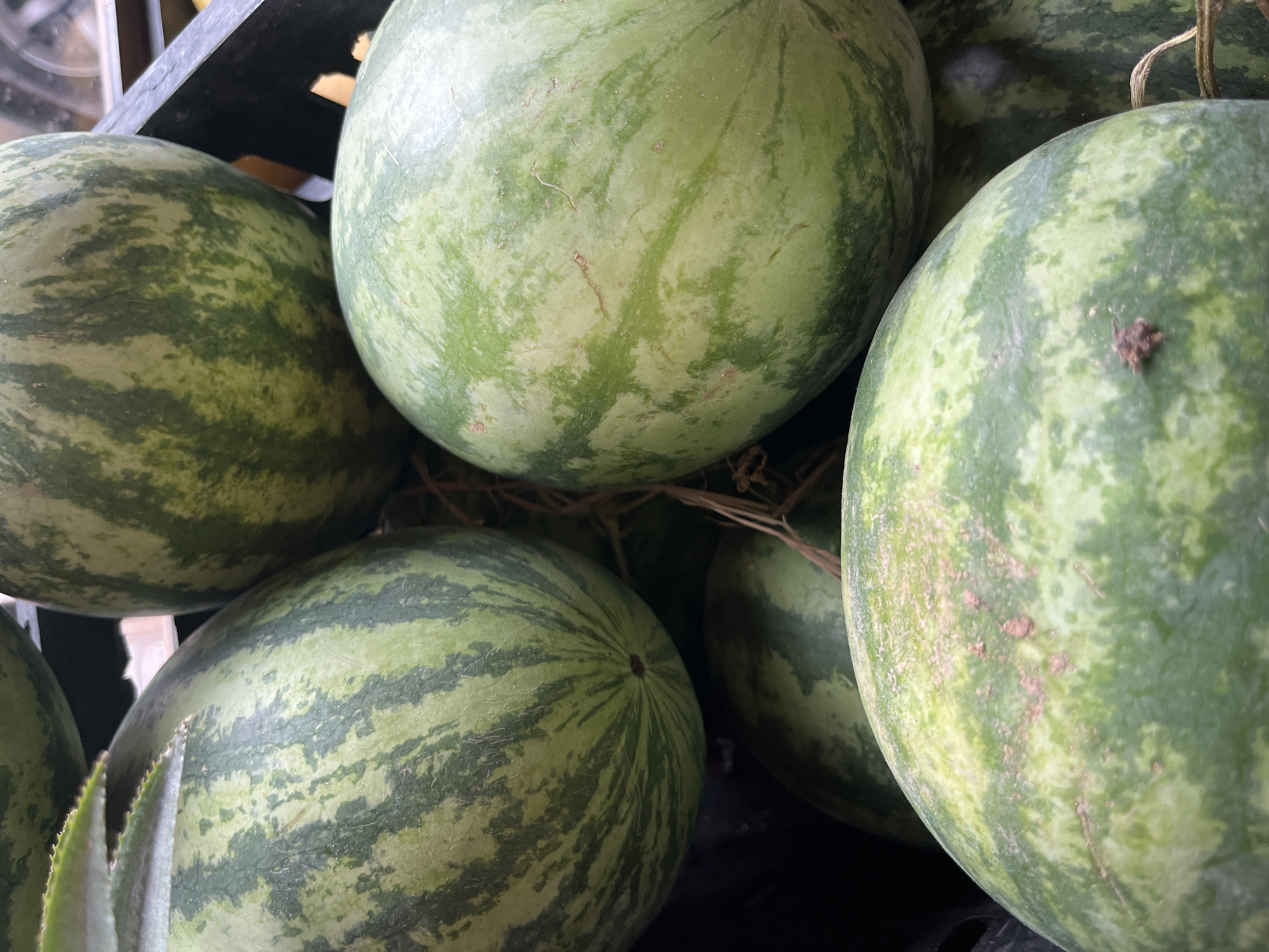 The image shows a collection of watermelons in a black crate. The watermelons are round and display a green and light green striped pattern. They appear to be stacked or piled together within the crate. There is a segment of what seems to be a spiky leaf-like plant to the lower left of the crate. The context of the city and additional elements are unknown.