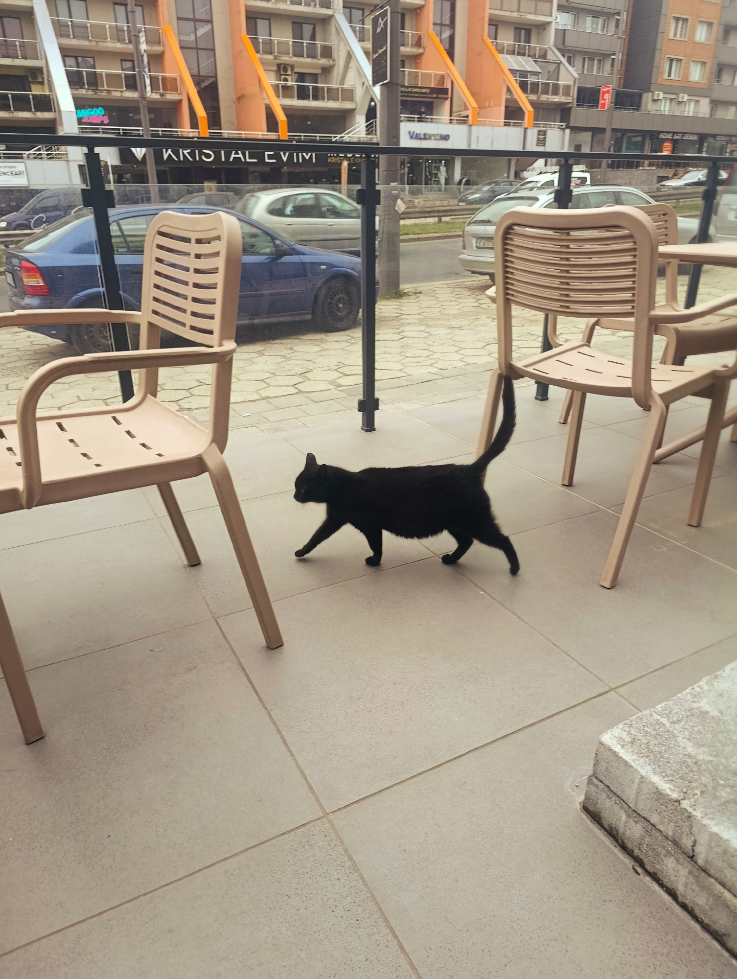 The image shows a black cat walking on a tiled terrace in front of a building in Kardzhali, Bulgaria. The terrace is furnished with light brown plastic chairs and tables. A glass barrier separates the terrace from the street. The street has parked cars and passing traffic. Behind the street is a building with various businesses, including Kristal Evim and Valentino. The weather appears overcast.