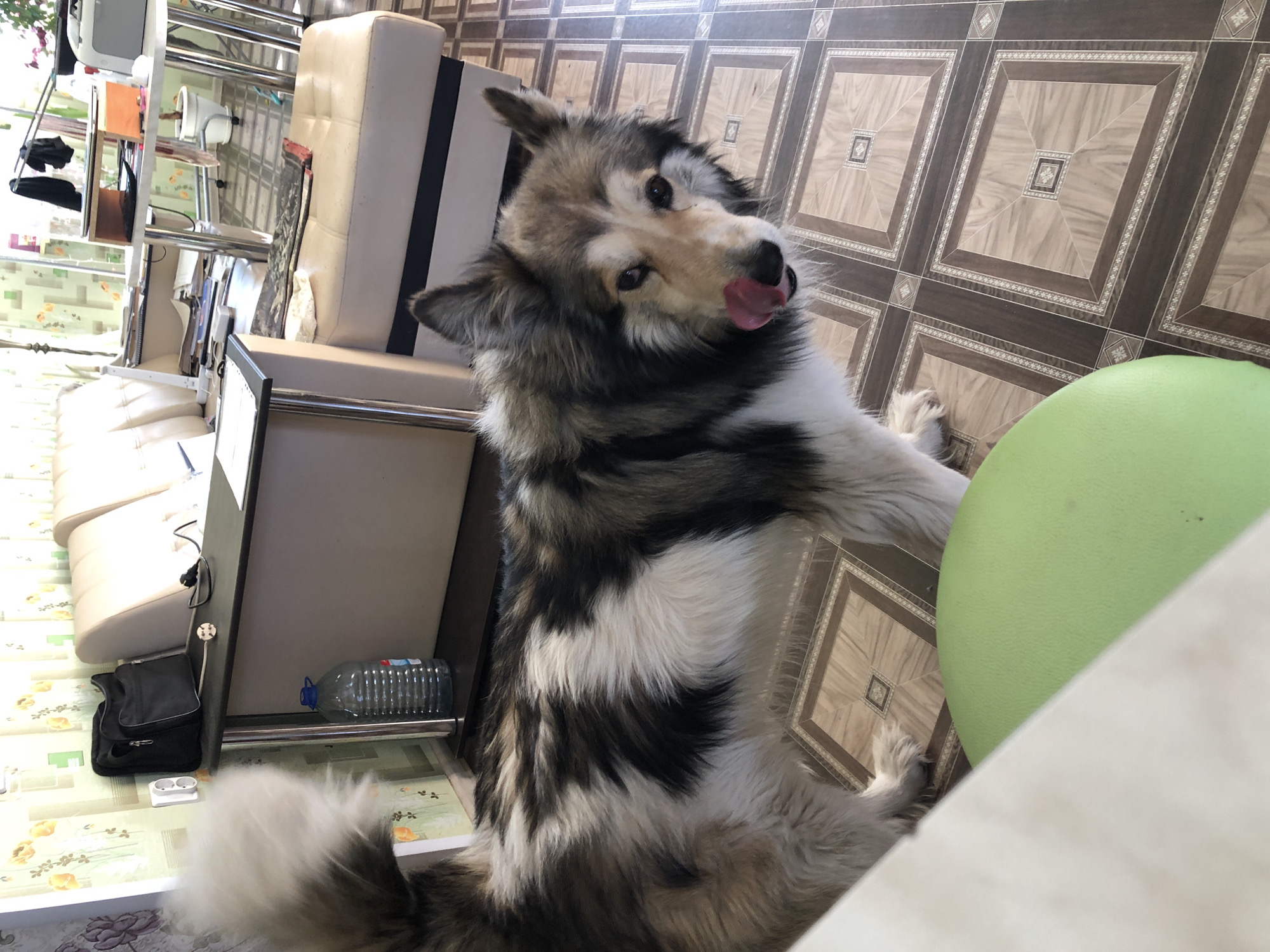 A medium-sized dog, primarily white, gray, and black, is standing on its hind legs, tongue extended, possibly licking its nose, indoors. The dog is positioned near a green, rounded object, likely a chair or stool. The floor has a patterned, dark brown and beige tile design. A white sofa or bench is visible in the background, along with a metal frame table or shelving unit. A black bag and a large plastic water bottle are visible on the floor near the sofa. The environment suggests an indoor space, possibly a home or apartment. Location not verifiable as Noviy, Russia.