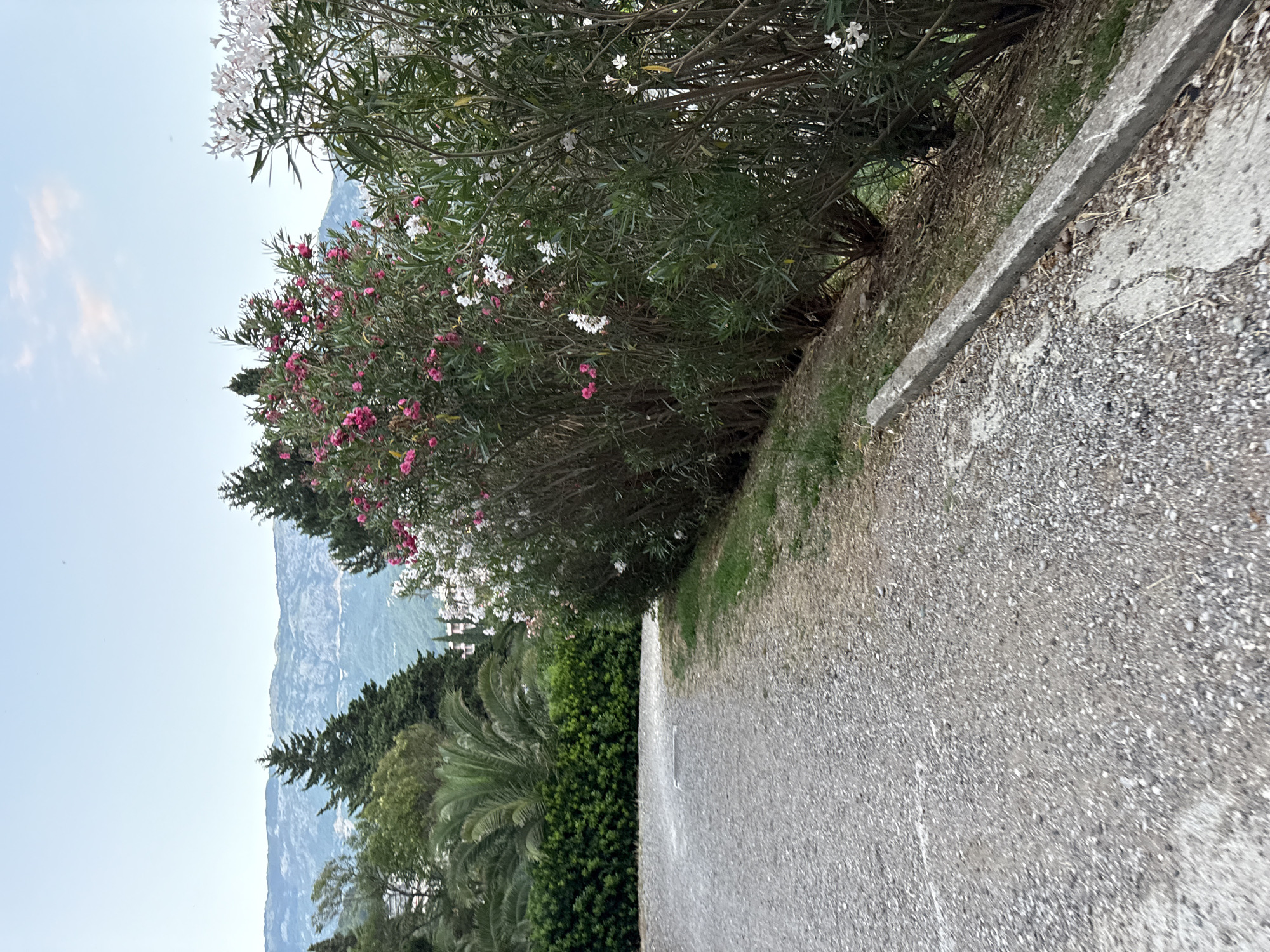 The image captures an outdoor scene with a gravel pathway in the foreground, curving to the right. Flanking the pathway are dense green bushes and trees, with blooming pink and white flowers prominently featured on flowering shrubs. In the mid-ground, a well-maintained green hedge is visible, interspersed with palm trees. Beyond the vegetation, a range of mountainous terrain stretches across the horizon under a pale blue sky with faint clouds. The overall impression is one of a natural landscape bordering a developed area, possibly a park or a residential vicinity in Bečići, Montenegro. There are no people or animals present in the image.