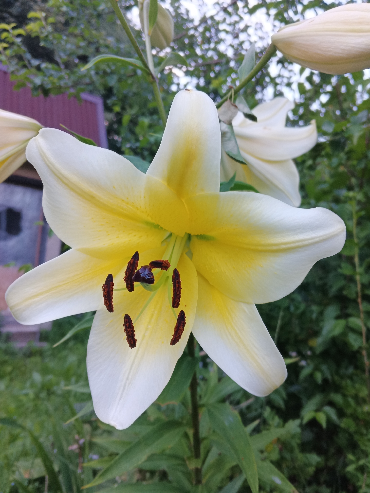 A close-up, eye-level shot shows a partially opened white and yellow lily in the foreground. The flower's petals are edged in white with vibrant yellow hues radiating from the center. The stamen, tipped with dark brown pollen, are visible. The background is blurred, featuring lush green foliage and a hint of a reddish-brown structure, possibly a fence or building, on the left. The overall lighting suggests an overcast day. No people are present. This image was taken in Suvorov, Russia.