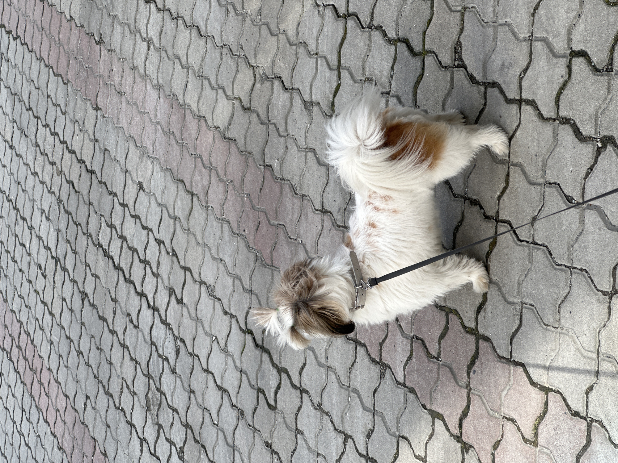 A medium-shot, eye-level, vertical photograph shows a Shih Tzu dog on a leash, standing on a stone-paved walkway. The dog is predominantly white with patches of brown and tan fur. It is wearing a light gray collar and a black leash. The walkway is made of interlocking, wavy gray concrete pavers, with a faint pinkish hue in some areas, characteristic of the pavement found in Batumi, Georgia. The sun casts shadows across the walkway, indicating it is daytime. The background consists solely of the patterned pavement. The dog is facing left, looking away from the camera, with its tail held high and bushy.