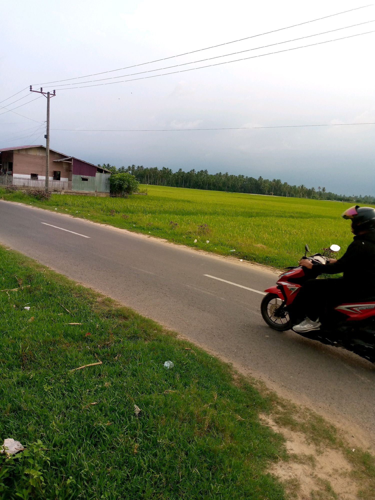 A side view shows a person on a red and black motorcycle traveling along a paved road that curves to the left. The person is wearing a black jacket and pants and a black helmet with pink accents. Their right foot is clad in a grey sneaker with white laces. The motorcycle has a silver rim on its front wheel. To the left of the road is a strip of green grass, and beyond that, a brown and maroon building with a metal fence in front of it. A wooden utility pole with overhead wires stands near the building. To the right of the road, a vast, vibrant green rice paddy stretches to the horizon, bordered by a dense line of palm trees under a hazy, overcast sky. The scene is indicative of a rural setting, likely in Kutaglumpang, Indonesia.