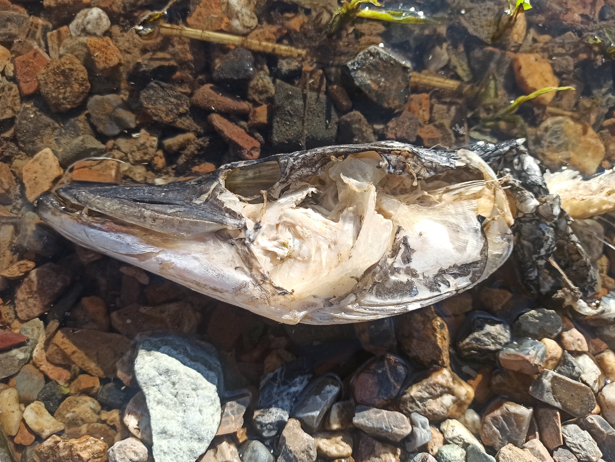 The image shows the decaying carcass of a fish lying on a gravelly riverbed. The fish is mostly decomposed, with its flesh exposed and decaying. Its head and some of its skeleton are still intact. The fish is partially submerged in shallow, clear water. The riverbed is covered with a variety of stones, ranging in color from light gray to dark brown and red. Some aquatic plants are also visible in the background, along with a thin reed or stick. The scene appears to be a natural outdoor environment, likely a shallow body of water. The lighting suggests it is daytime, with sunlight reflecting off the water and stones. There is no text visible in the image. The overall impression is one of natural decay and the cycle of life in an aquatic ecosystem.