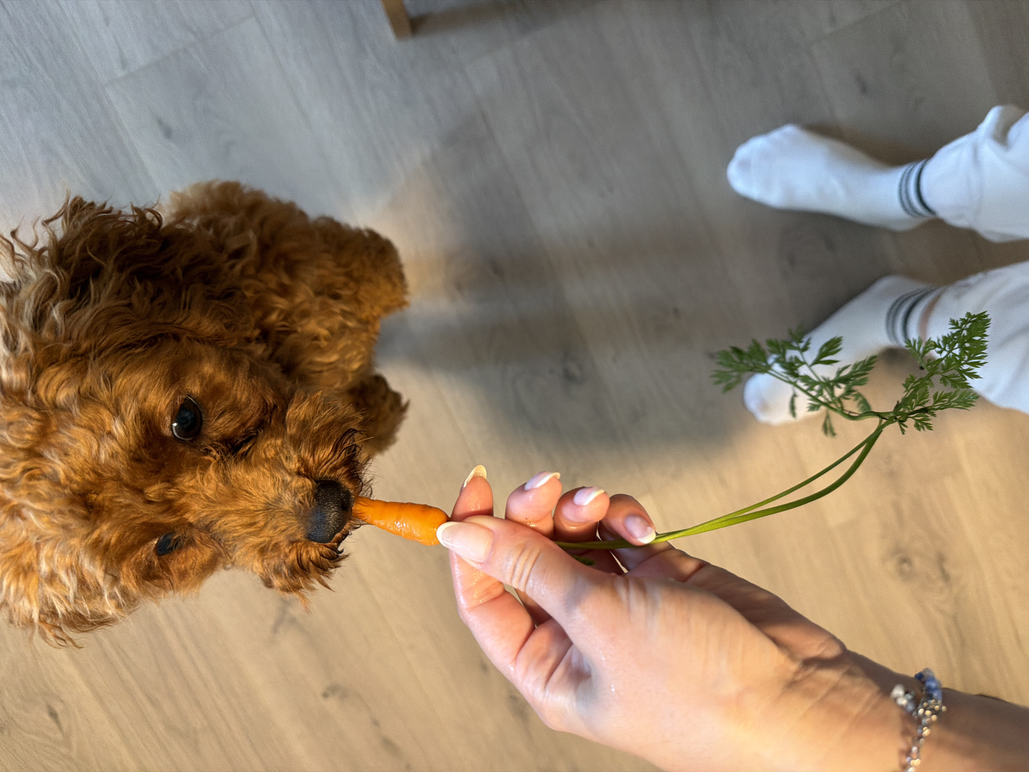 The image shows a top-down view of a small, fluffy, brown dog with its head tilted, eating a small carrot held by a person's hand. The dog has dark eyes and a black nose. The hand has manicured nails with light pink polish and is wearing a bracelet with a blue charm. The carrot is orange and has green leafy tops. The setting appears to be indoors, with a light-colored wooden floor. In the background, two white socks with black stripes are visible, suggesting a person wearing them is also present. The lighting is warm, possibly indicating indoor lighting or natural light from a window. The activity is a dog being fed a treat by a person. The overall mood seems gentle and affectionate. There is no visible text in the image. The location context is Noevtsi, Bulgaria.