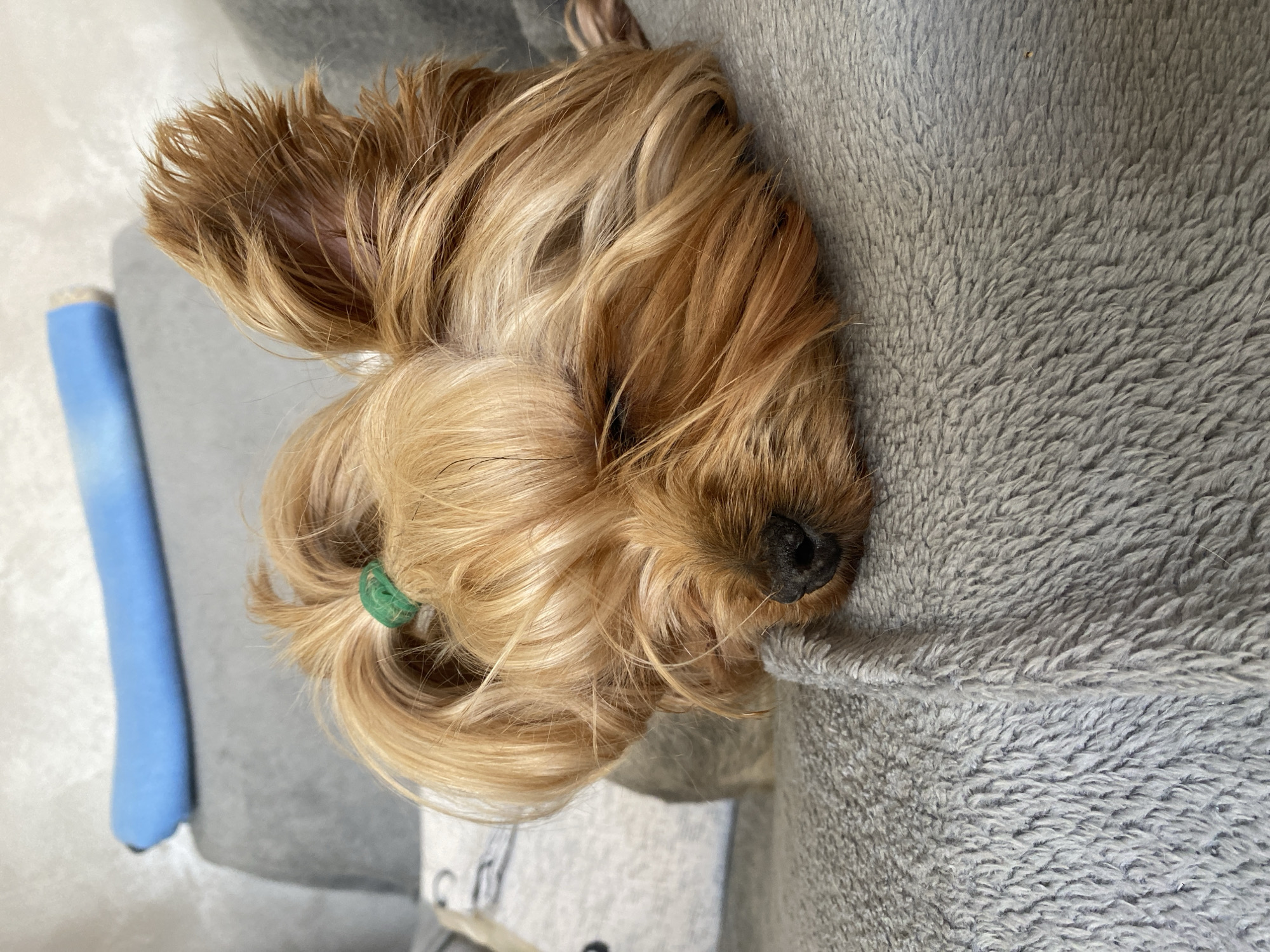 A tan and brown Yorkshire Terrier dog is sleeping on a gray blanket. The dog has a small green hair tie in its hair. There is a blue object next to the blanket.