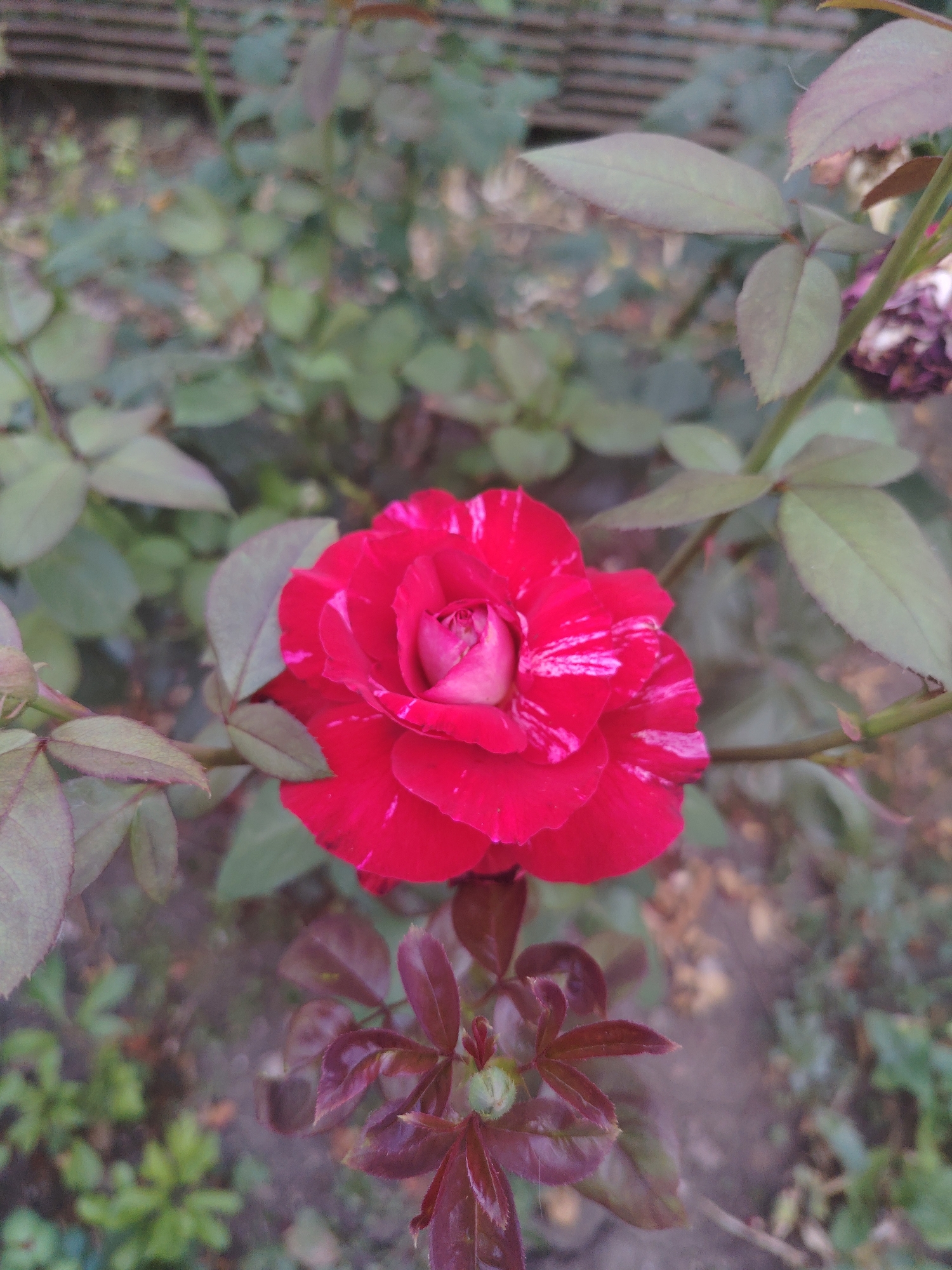 A close-up, eye-level shot captures a vibrant red rose with white streaks in the center of the frame. The rose is in full bloom, with delicate petals unfurling to reveal a lighter pink center. Surrounding the rose are several green leaves, some of which appear slightly wilted or aged, with a purplish hue on their undersides. In the lower part of the image, a cluster of young, deep red leaves sprouts from a stem, suggesting new growth. The background is softly blurred, showing a patch of ground and the indistinct shapes of other foliage, hinting at a garden setting. The lighting is natural, suggesting an outdoor environment, possibly during daytime. The image was taken in the city of Степное, Russia.