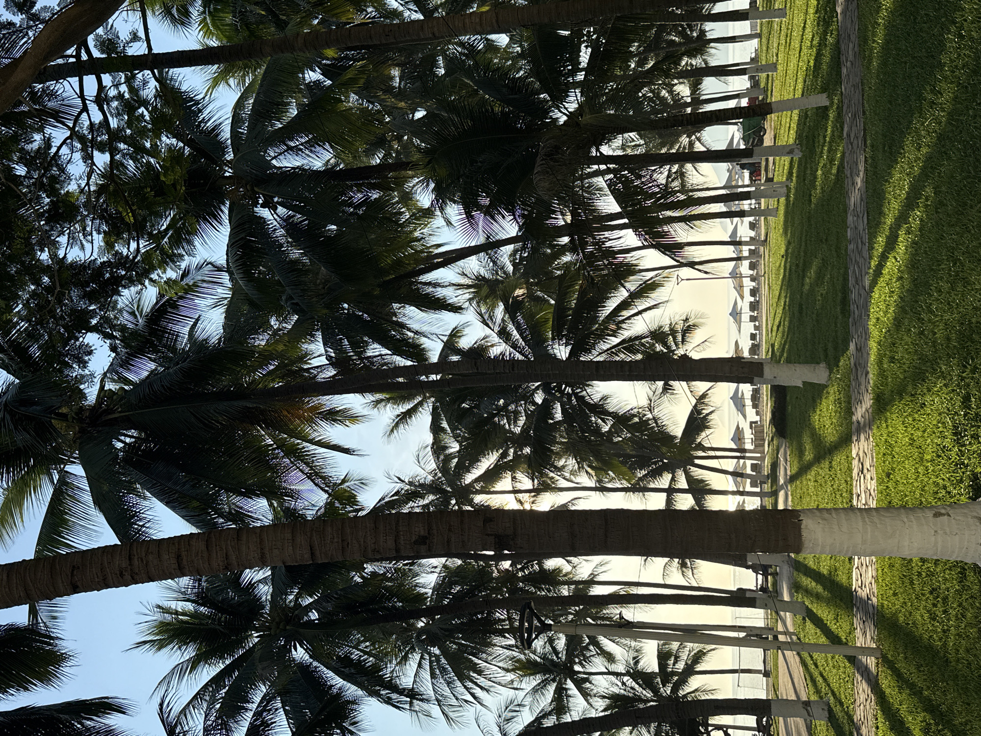The image depicts a view looking up through a row of palm trees in Nha Trang Ward, Vietnam. The tree trunks are lined up in a row, and the lower sections are painted white. Between the trees, there is a view of the beach with white umbrellas and chairs. To the right of the trees is a grassy area with a tiled walkway. The sky is visible between the palm fronds.