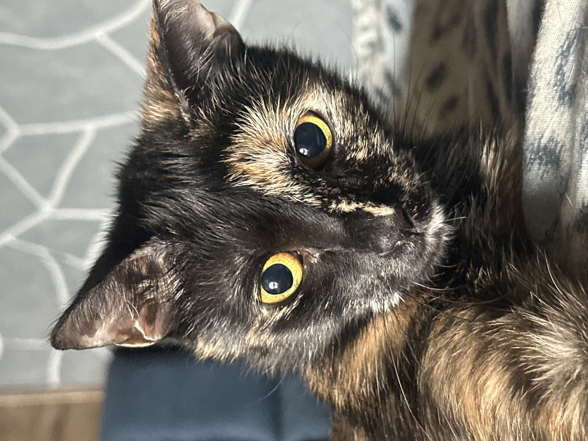 A close-up shot features a tortoiseshell cat with striking yellow eyes. The cat's fur displays a mix of black, brown, and orange patches, and its gaze is directed towards the viewer with an alert expression. The background is softly blurred, showing hints of a patterned surface, possibly a rug or upholstery, and a hint of natural light creating subtle shadows. The overall mood is intimate and focuses on the captivating features of the feline. The image appears to have been taken indoors, likely during daylight hours, given the lighting conditions.