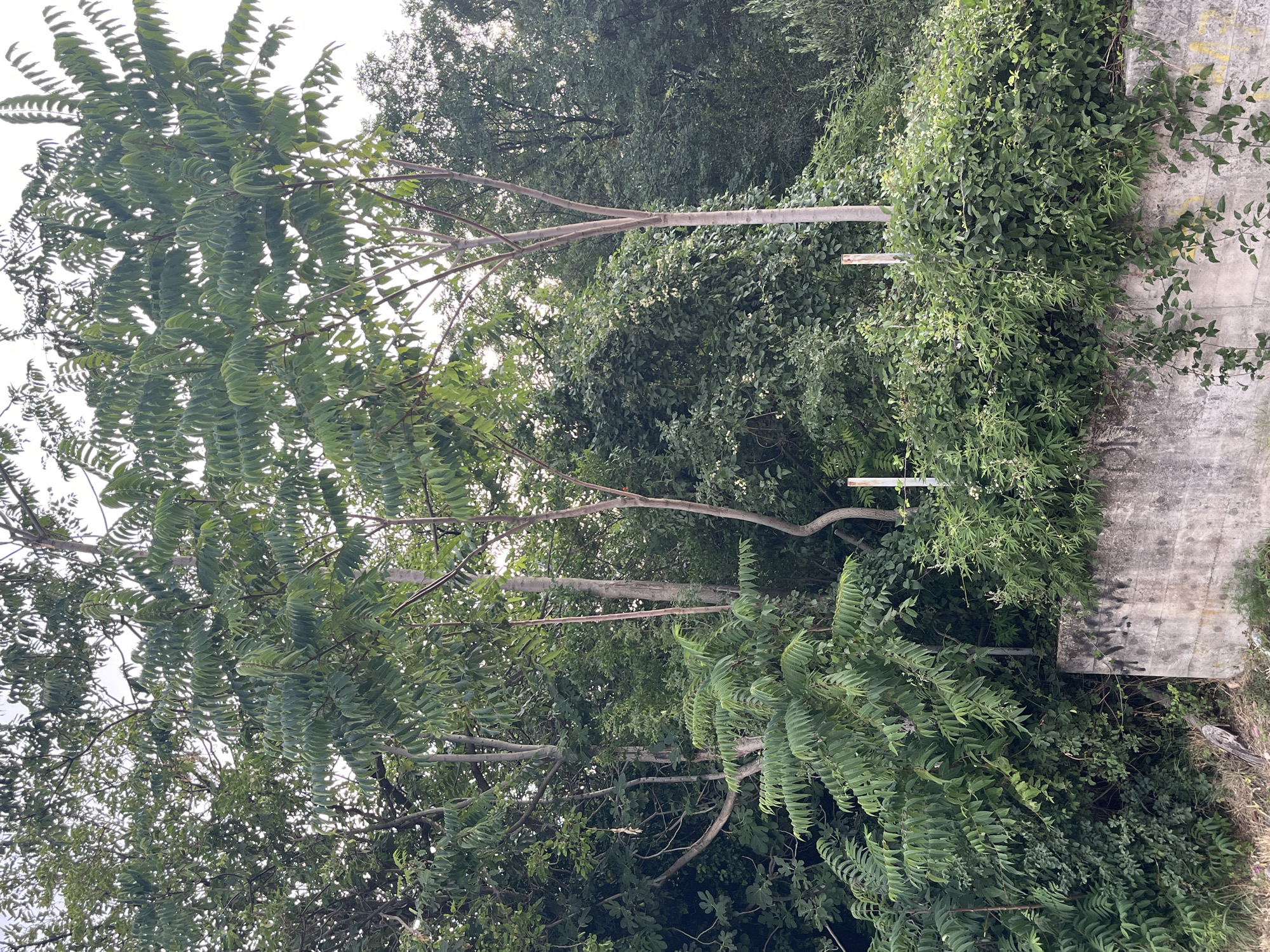 The image depicts a lush, overgrown natural scene with a concrete structure partially visible on the right. The dominant subjects are a variety of trees and dense foliage, with large, compound leaves from a tree in the foreground creating a sense of depth and texture. These leaves are a vibrant green, indicating a healthy, thriving environment.
The setting appears to be outdoors, likely in a natural or semi-natural area that has been allowed to grow wild. The concrete structure suggests a man-made element within this natural setting, possibly a wall, bridge abutment, or part of a building. Thin metal pipes or railings are also visible, integrated into the greenery, hinting at human presence or past infrastructure.
There is no clear activity or event taking place; the scene is static and natural. The lighting suggests it is daytime, possibly late morning or afternoon, with diffused light filtering through the leaves. The weather appears to be calm, as the leaves are not significantly disturbed.
Notable details include the distinct shape and arrangement of the fern-like leaves of the foreground tree, and the texture of the concrete, which shows some signs of weathering and possibly faint graffiti. The overall impression is one of untamed nature reclaiming an area with some human-made structures. The location context of Budva, Montenegro, suggests a Mediterranean climate, which aligns with the dense, green vegetation. There is no visible text.