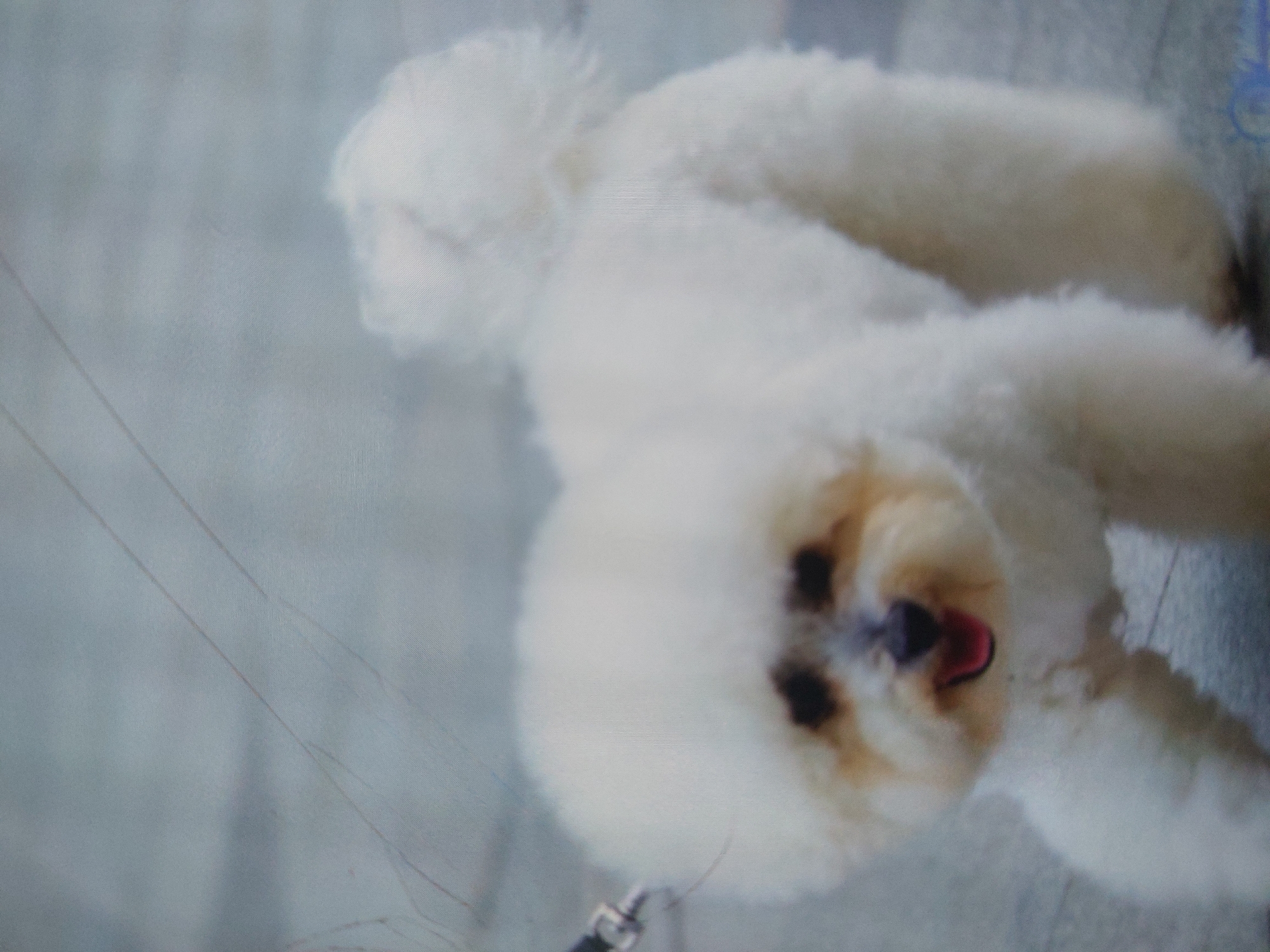 A fluffy white dog is lying on a light gray surface, possibly a sidewalk or tiled floor. The dog has dark eyes and a dark nose, with a visible pink tongue. It appears to be on a leash, with the leash hardware visible near the bottom left of the frame. The background is blurred and indistinct. This scene is not identifiable as being specifically in Tsarevo, Bulgaria based on the image alone.