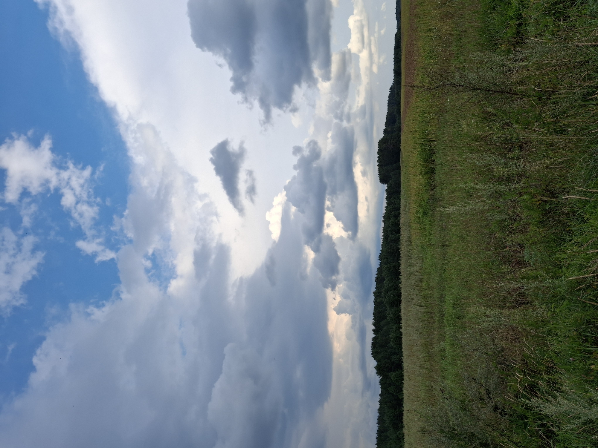 The image shows a wide, open field with tall, green grass in the foreground. A dense line of dark green trees forms a distant horizon, separating the field from a dramatic sky. The sky is filled with a mix of dark, heavy clouds and patches of bright blue. The lighting suggests it is late afternoon or early evening, possibly before or after a storm. There are no people or man-made structures visible in the scene, creating a natural and somewhat wild landscape. The specific location in Plishkino, Russia, suggests a rural setting characterized by agricultural or natural land.