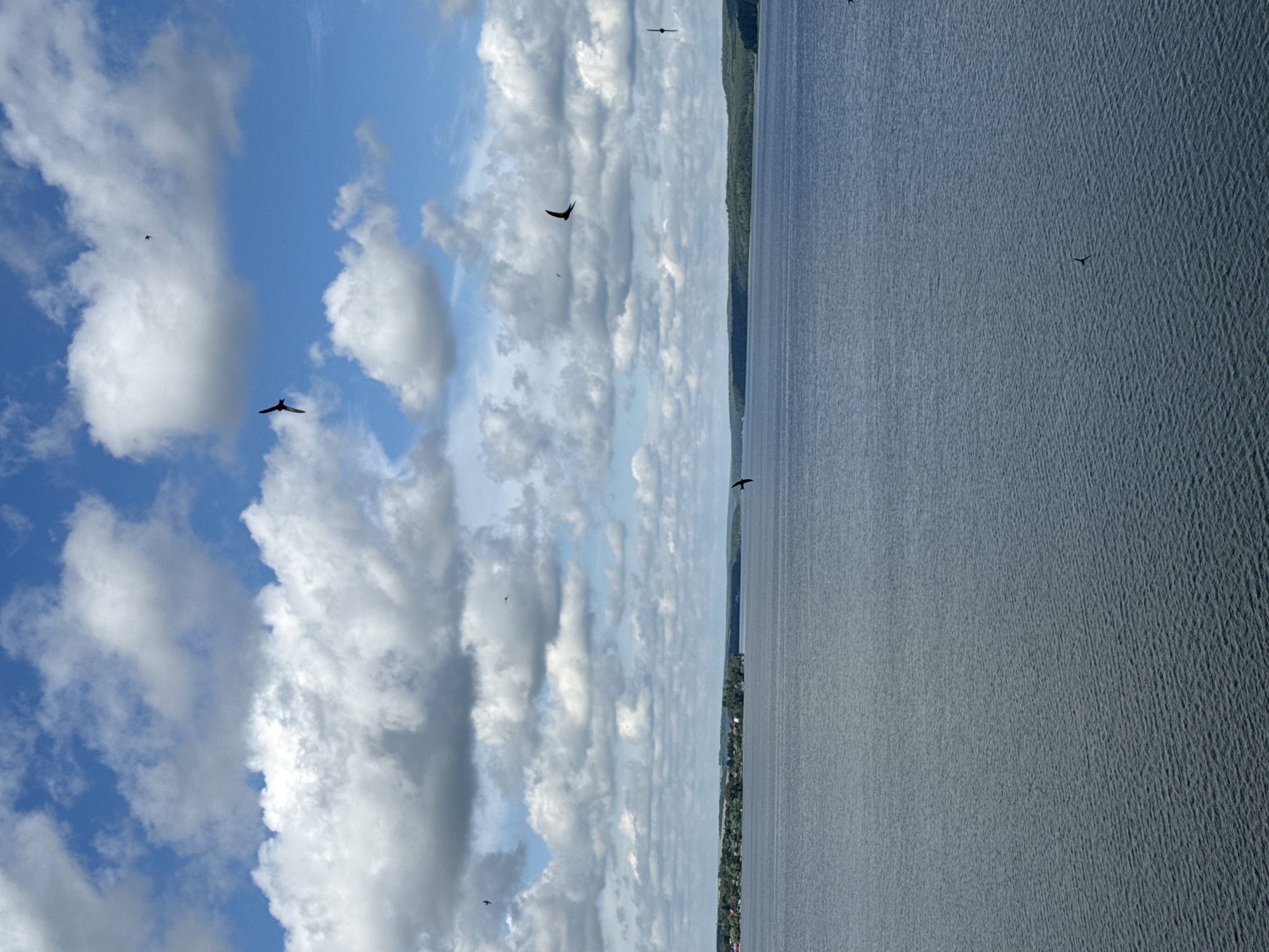 An aerial view captures a wide expanse of calm, blue water under a cloudy sky. Several birds are visible in flight, silhouetted against the white and gray clouds. In the distance, a tree-lined shore with a small settlement of houses and buildings is visible. The scene appears to be Votkinsk Reservoir, located in the city of Votkinsk, Russia. The time of day is daytime, with natural light illuminating the scene.