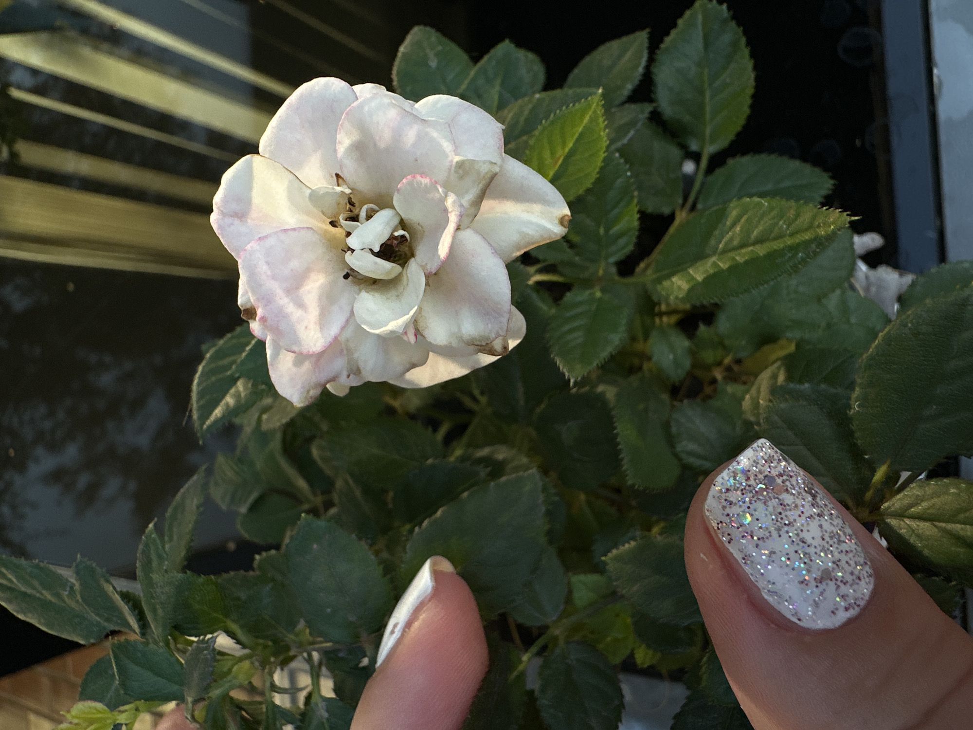 A close-up photograph shows a single, delicate white rose with hints of pink on its petals. The rose is the central subject, positioned slightly off-center to the right. The background is blurred, with dark, out-of-focus shapes suggesting an outdoor environment, possibly a garden or balcony setting, with vertical elements that might be fence posts or blinds.
In the foreground, two human fingers are visible, one on the left side of the frame and another on the bottom right. The finger on the left has a white, manicured nail with a subtle design. The finger on the bottom right displays a nail coated in white polish and adorned with a generous amount of glitter, reflecting light with various colors.
The overall lighting suggests natural light, possibly late afternoon or early morning sun, casting gentle highlights on the rose petals and the glitter on the fingernail. The image appears to be taken in Krefeld, Germany, likely in a residential area or a botanical garden, given the presence of a cultivated rose plant. The focus is sharp on the rose and the fingernails, with the rest of the scene softly rendered. There are no overt indications of a crime or disturbance.