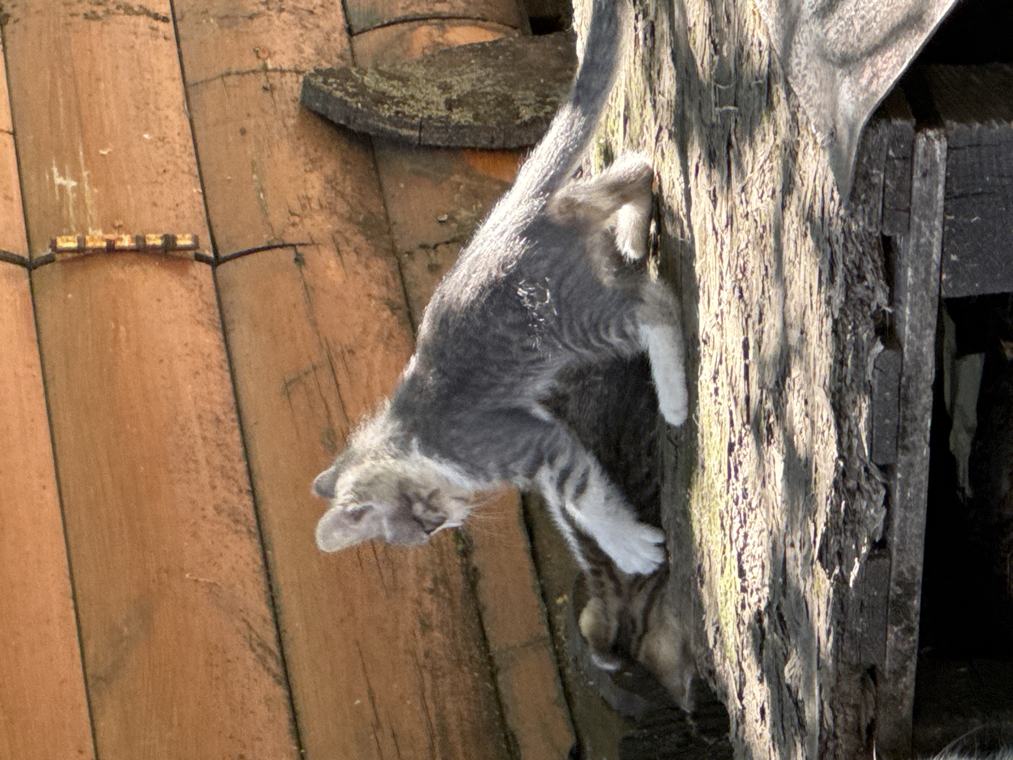 Two kittens, one gray and white tabby and another dark tabby, are playing on a weathered wooden surface. The gray and white kitten is on its hind legs, reaching out with a paw towards the dark tabby kitten, which is lying on its side. The background consists of rough, horizontally laid wooden planks, possibly part of a rustic structure. The lighting suggests an outdoor setting with sunlight dappling the ground. No specific location in Kryvyi Rih, Ukraine, can be determined from the image.