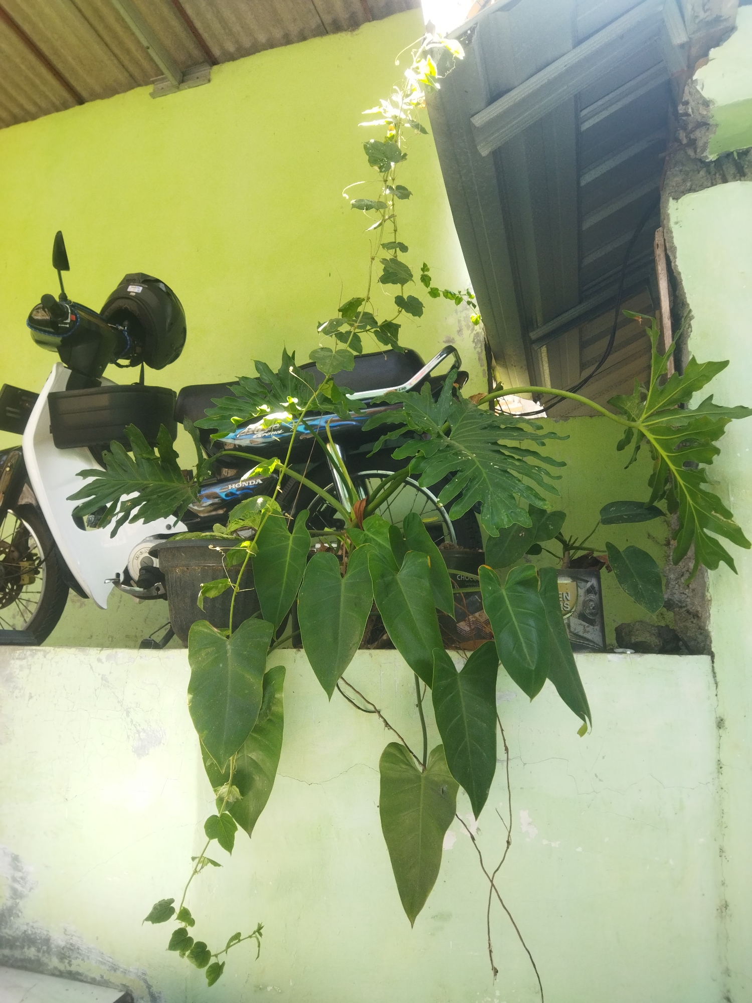 The image depicts a motorcycle parked against a light green wall, with a large potted plant in the foreground. The motorcycle is white with black accents and a black helmet is placed on its handlebars. The plant has large, heart-shaped leaves and some vine-like tendrils reaching upwards. In the background, a corrugated metal roof overhang is visible, partially obscuring the top of the wall. The scene appears to be outdoors, possibly a residential area in Wonogiri, Indonesia, given the typical architecture and vegetation. There are no people visible in the image. The lighting suggests it is daytime, with sunlight casting shadows.