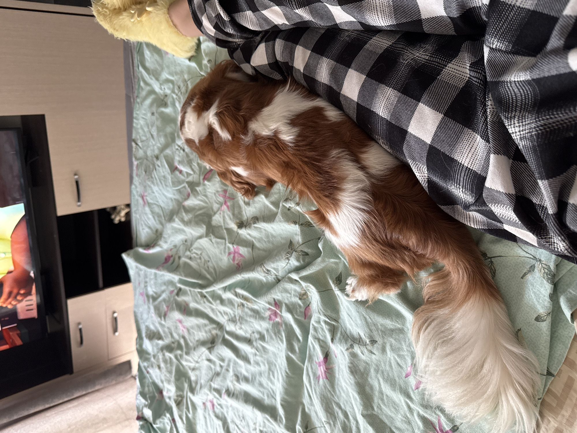 An overhead shot shows a brown and white dog lying on a light green, floral-patterned bedspread. The dog is positioned in the center of the frame, with its head facing away from the camera and its tail extended to the left. Next to the dog, on the right side of the frame, is a person's leg wearing black and white checkered pajama pants and a yellow fuzzy slipper. The bed is set against a background that includes a dark dresser with drawers and a television screen displaying an image. A light-colored curtain hangs to the left of the dresser. The scene appears to be indoors, likely in a bedroom, with natural light entering from the left.