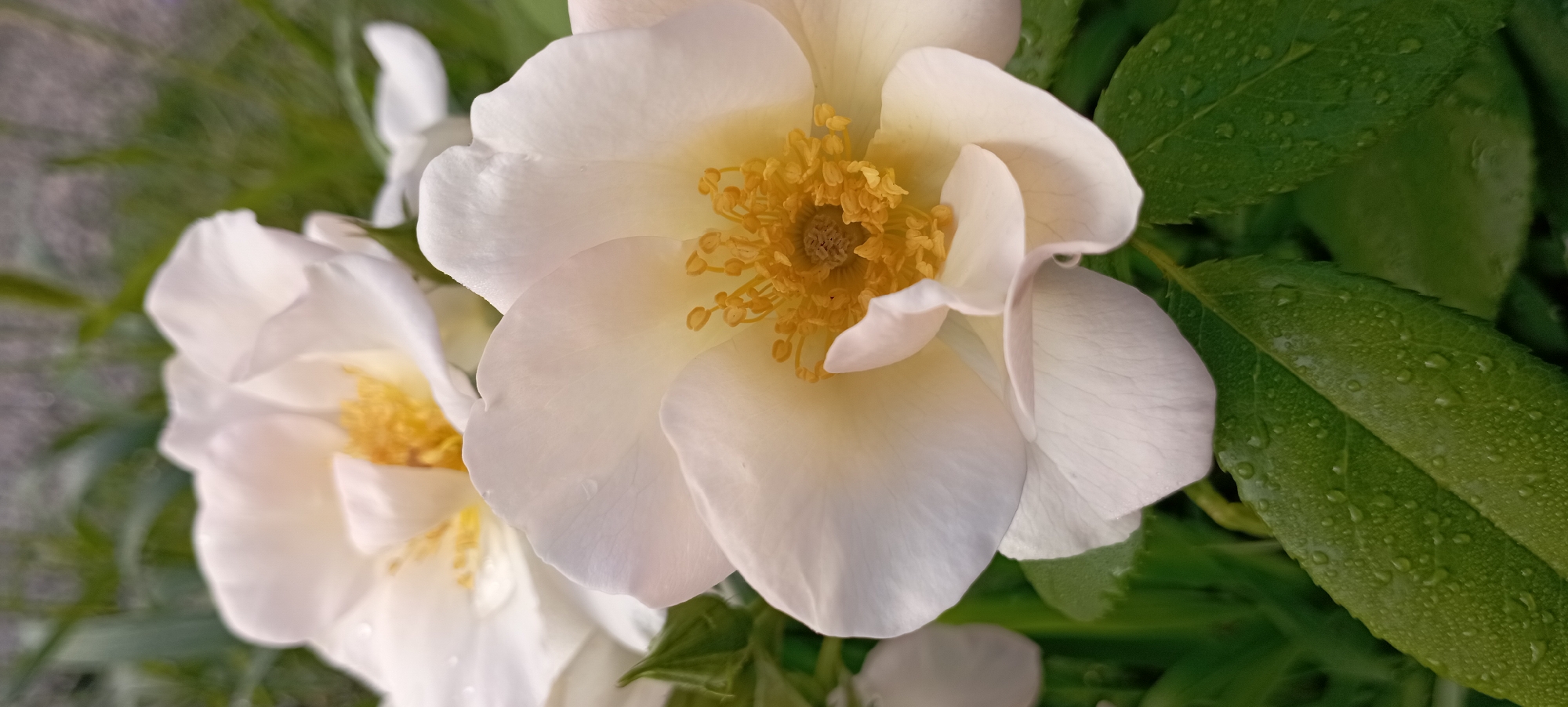 The image shows a close-up of two white roses with yellow centers. The roses have delicate petals and are covered in small water droplets. The background is a blur of green foliage. The image is taken from a slightly elevated perspective, looking down at the flowers. The lighting is soft and natural, suggesting it was taken outdoors. There are no people visible in the image. The location is the city of Radisne, Ukraine.