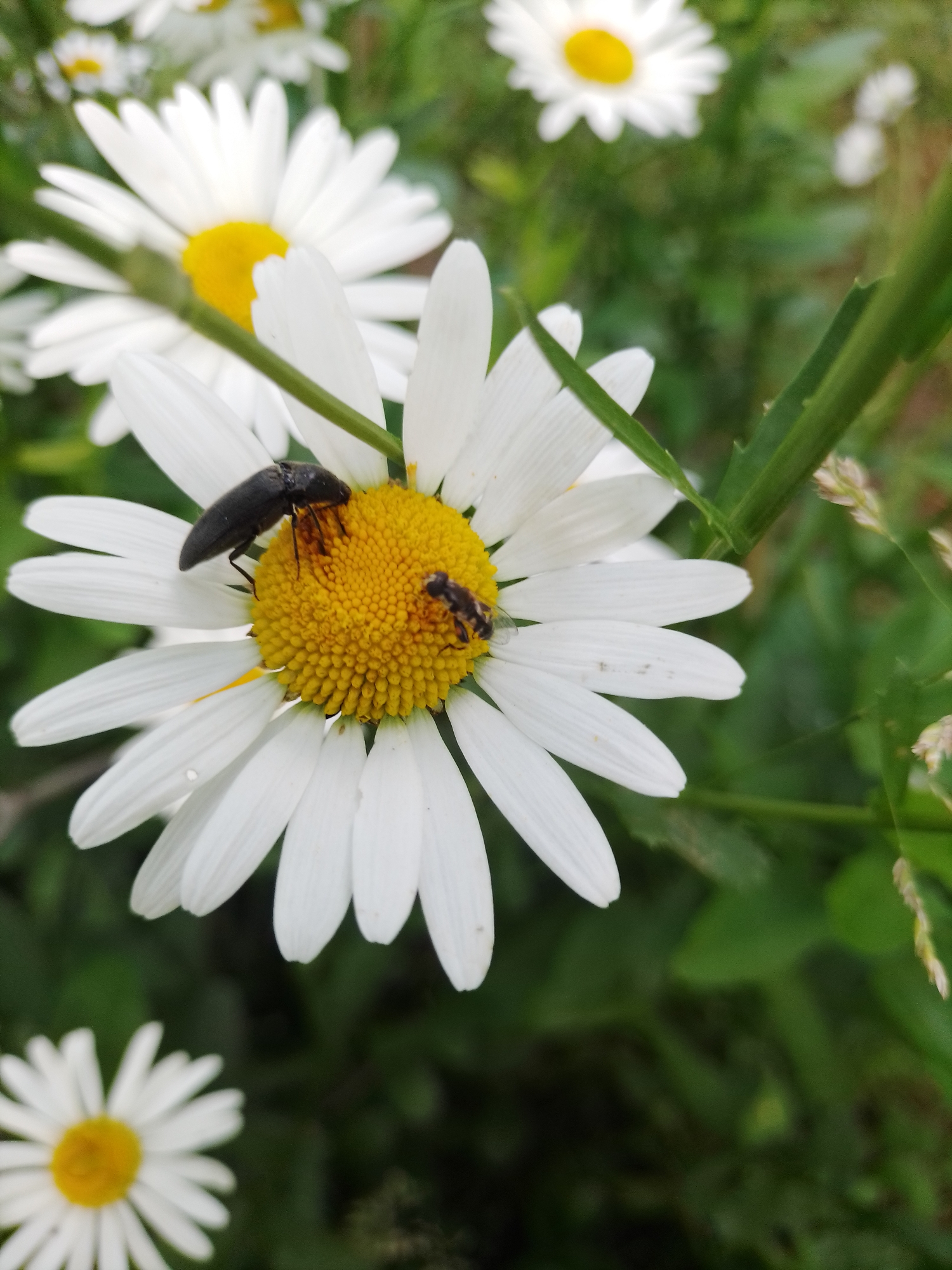In Ustyvytsia, Ukraine, a close-up photograph showcases two insects on a daisy. The daisy, in full bloom, features white petals surrounding a bright yellow center. One insect, larger and black, is perched on the yellow center, while a smaller, striped insect is positioned near it. The background consists of other daisies and green foliage, suggesting an outdoor setting. The lighting appears natural, casting soft shadows.