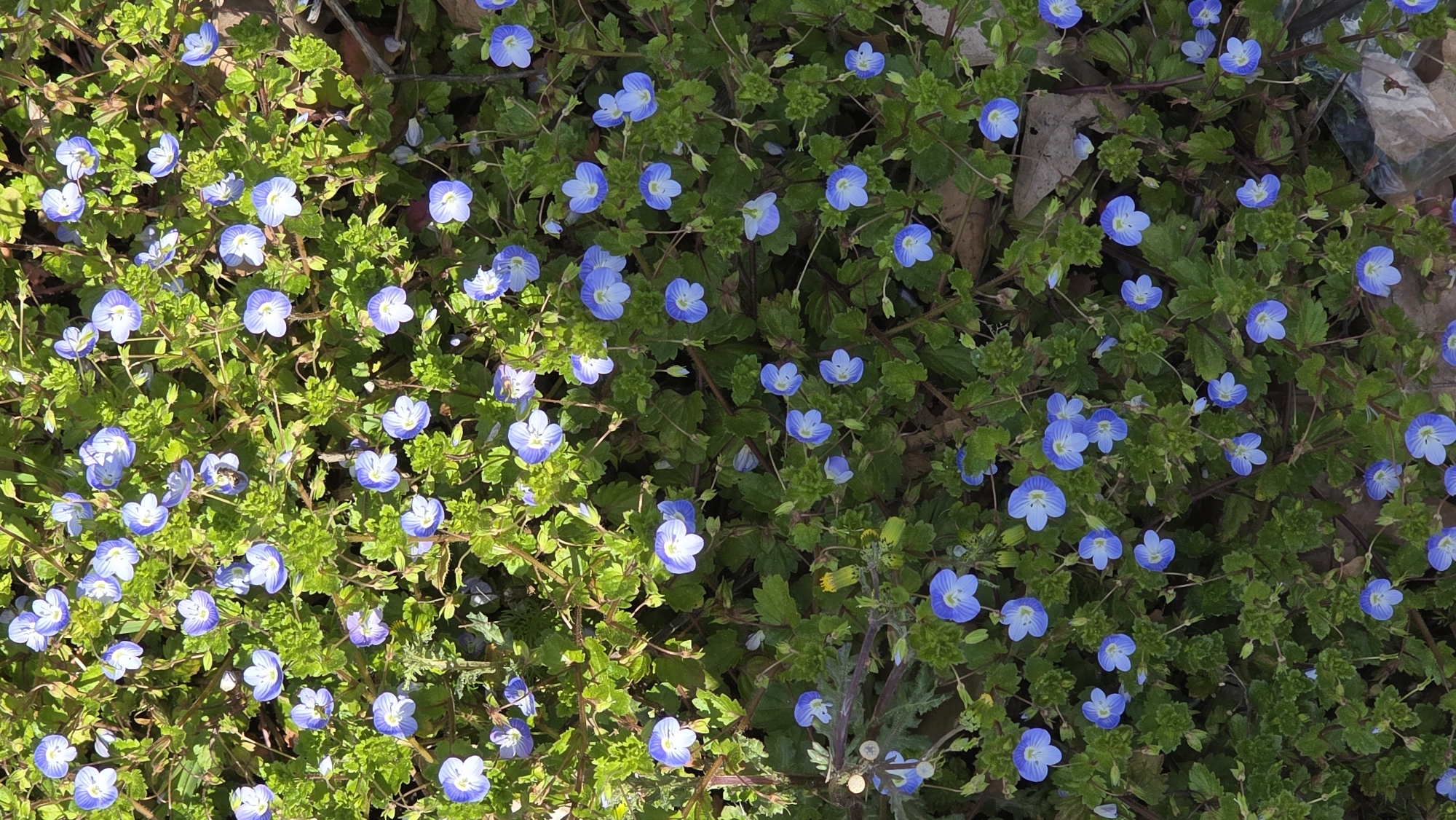 The image presents a close-up, overhead view of a ground cover of blue flowers with green foliage. The plants appear to be a type of Veronica, also known as speedwell. The density and distribution of the flowers vary, with some areas showing denser blooms and others more scattered. There is a visible transition or boundary line dissecting the photo diagonally from the upper right to the lower left, between areas of bright green and darker green. The location of this image is unknown and cannot be confidently identified as Blagoevgrad, Bulgaria without additional information or evidence.