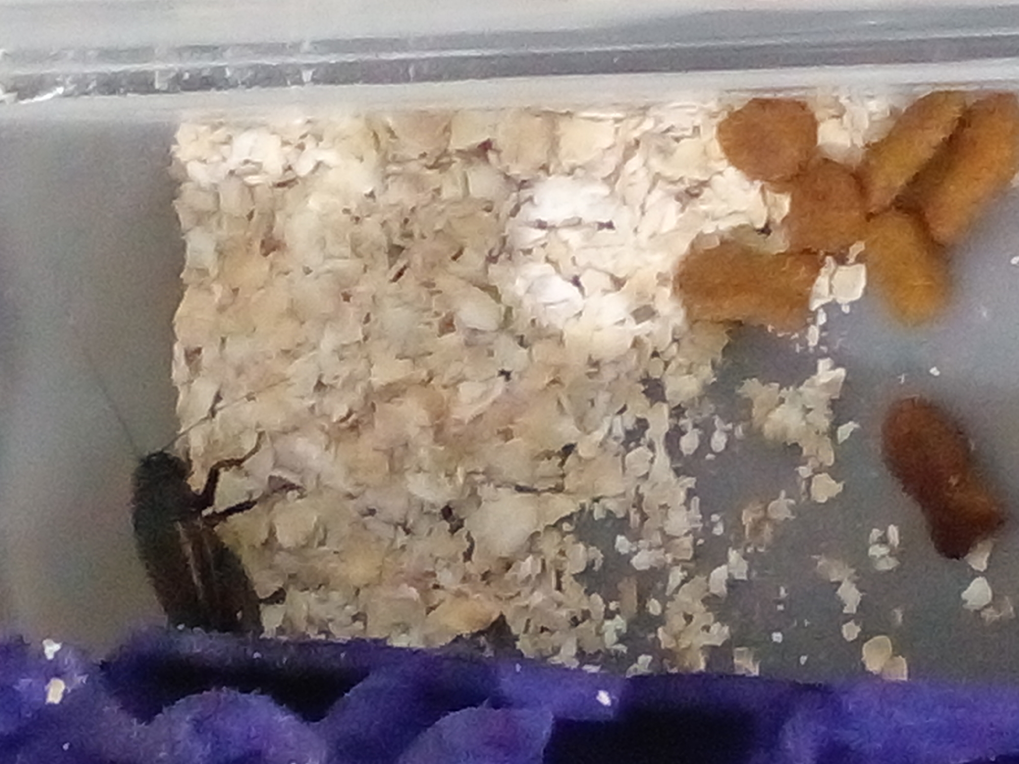 A dark-colored insect with visible legs is perched on a bed of light-brown, flake-like material within a clear plastic enclosure. A fuzzy, dark purple object is partially visible on the left side of the enclosure. There are several small, brown, pellet-like objects scattered on the bottom of the enclosure. The image quality is low, and the resolution is poor.