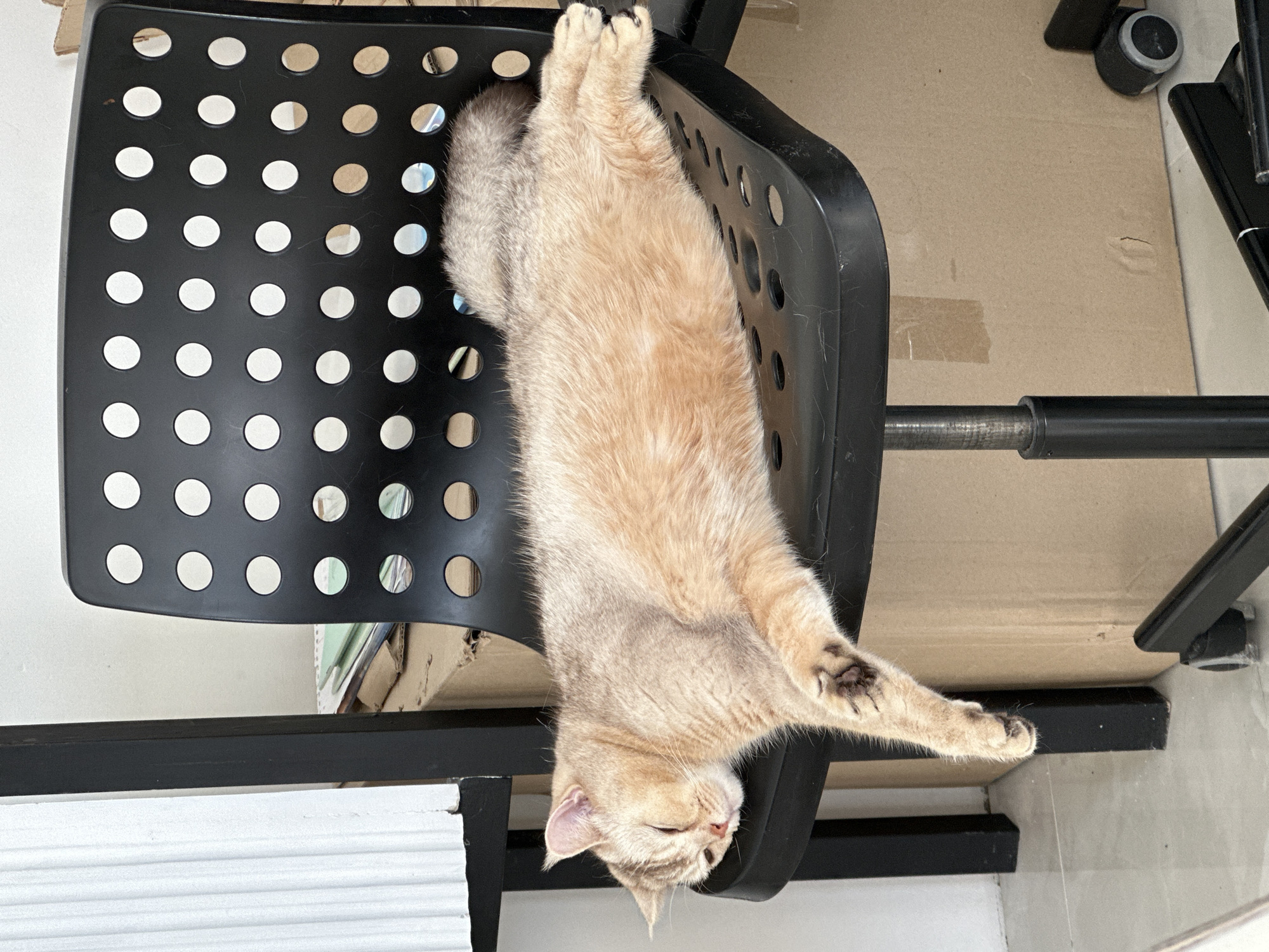 A tan cat lies upside down on a black, perforated office chair. The chair is positioned indoors on a hard surface, with a cardboard box visible in the background. The cat's head hangs off the edge of the chair, with its eyes closed. Its body stretches along the length of the chair, and its rear paws extend upward. The image is taken from an elevated, slightly angled perspective.