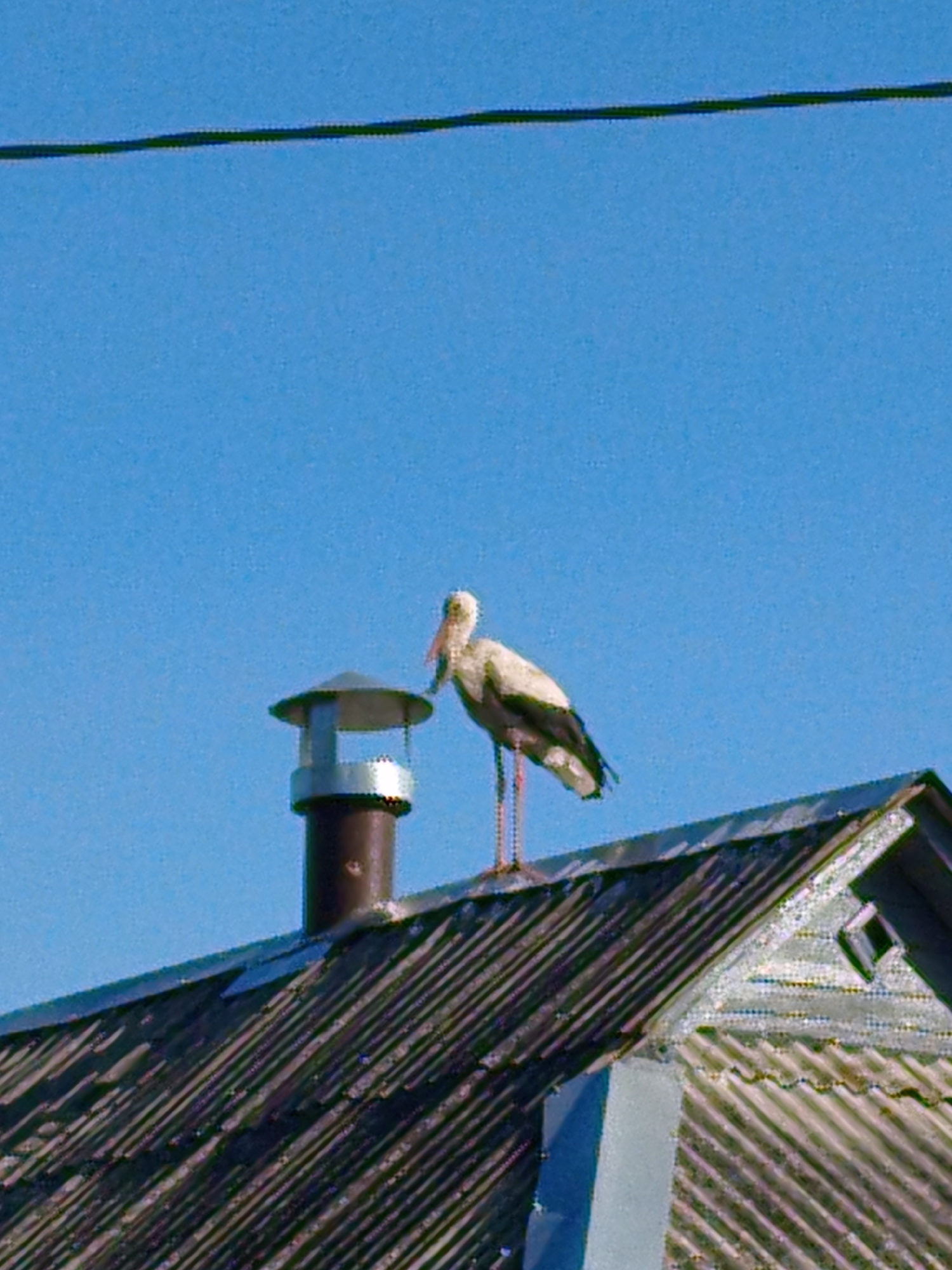 A white stork stands on the corrugated metal roof of a building in Ustyvytsia, Ukraine. The stork is facing to the right, with its head slightly bowed. It has black wingtips and long, red legs. A brown chimney with a silver cap stands to the left of the stork. The sky is a clear, bright blue. The image is taken from a low angle, looking up at the roof and the bird.