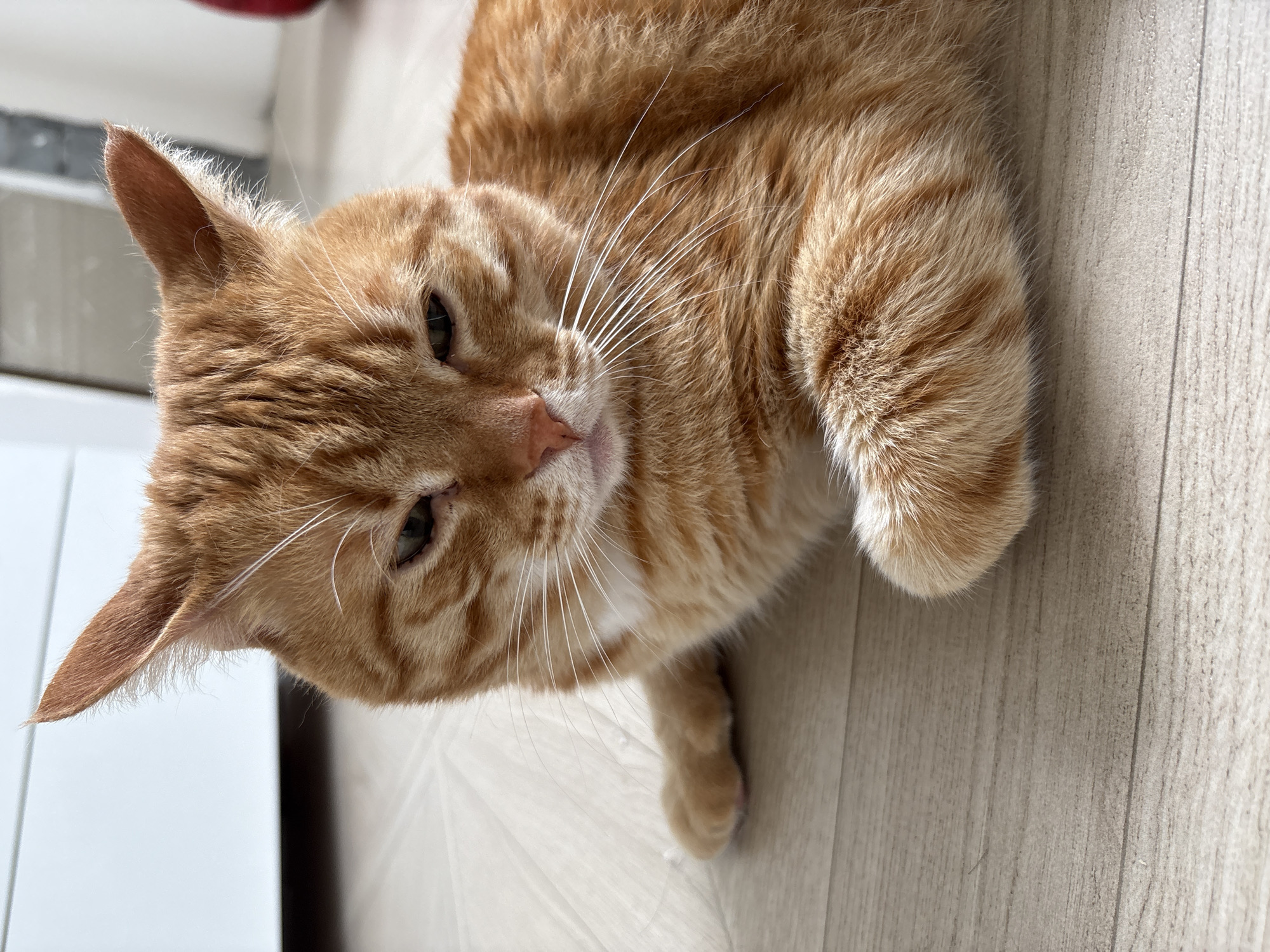 An orange tabby cat is lying on a light-colored wood-look floor. The cat is positioned at an angle to the camera, with its head near the left edge of the frame. The cat's eyes are partially closed, and its face is relaxed. Long white whiskers extend from its muzzle. The location is Ембаево, Russia.