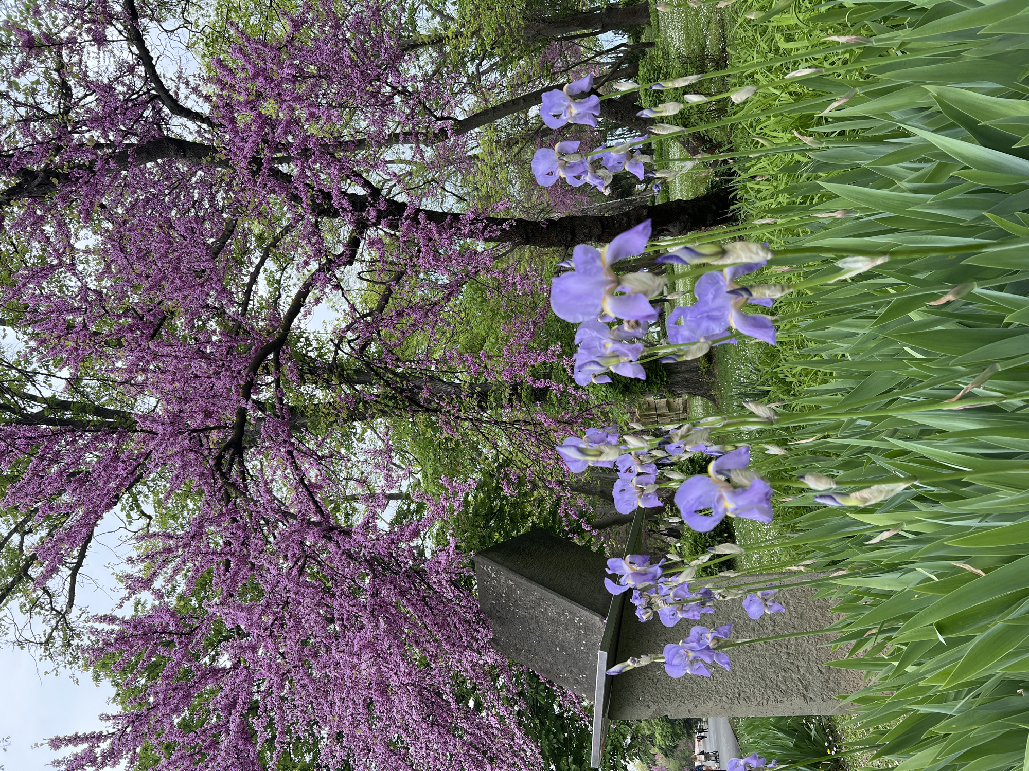 The image captures a park scene in Burgas, Bulgaria. A blossoming purple Eastern Redbud tree dominates the left side of the frame, contrasting with vibrant green foliage in the background. In the foreground, light purple Iris flowers grow alongside long, green, sword-like leaves. A gray, abstract sculpture sits between the flowers and the Redbud tree. In the distance, pedestrians are visible along a pathway. The sky is overcast and muted.