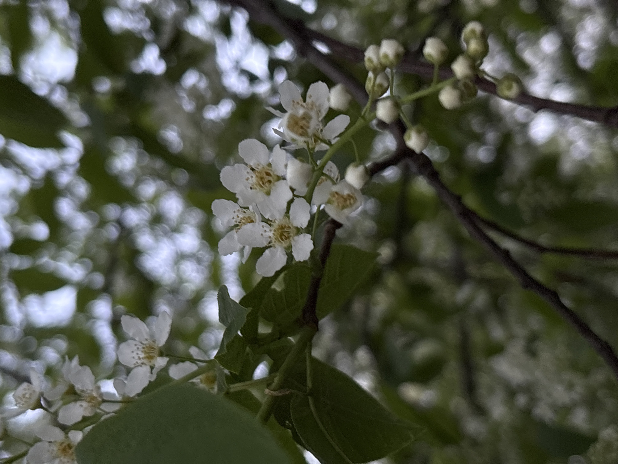 A close-up photograph depicts a cluster of white flowers and buds against a blurred background. The flowers, characterized by five petals and yellow centers, are in sharp focus, contrasting with the soft bokeh effect of the surrounding foliage and sky. A few green leaves are visible near the flowers. The image was taken outdoors, likely during the daytime, in Chaikovsky, Russia.