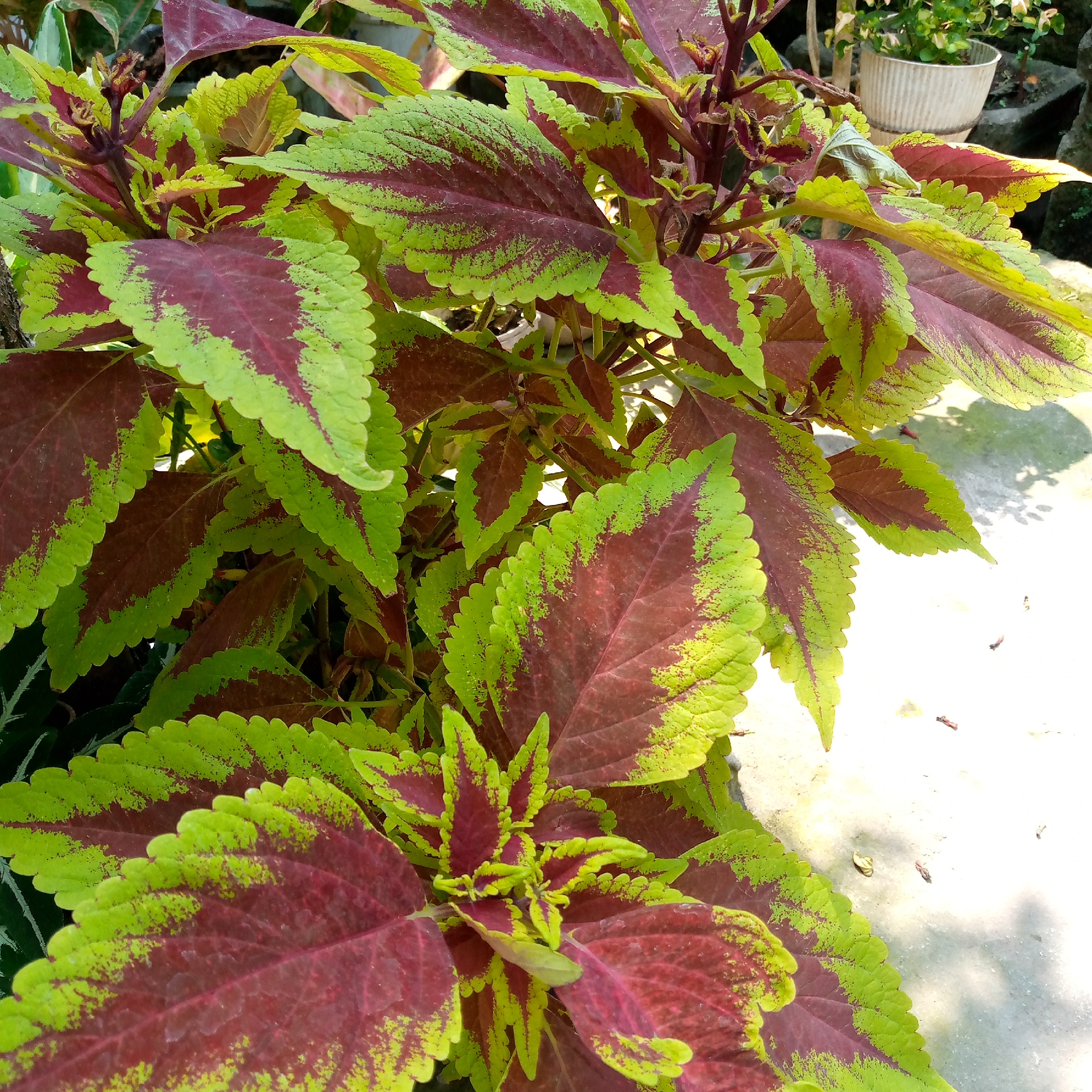 In Sumberwono, Indonesia, a close-up shot captures a vibrant coleus plant with striking bicolored leaves. The leaves display a rich burgundy center edged with a bright lime green border, their serrated edges clearly visible. Sunlight illuminates the foliage, casting subtle shadows on the light-colored ground beneath, which appears to be concrete or a similar paved surface. The plant is lush and full, with some leaves overlapping others, creating a sense of depth. In the background, out of focus, a white pot containing another plant can be seen, along with hints of other greenery. The scene is outdoors and appears to be a sunny day.