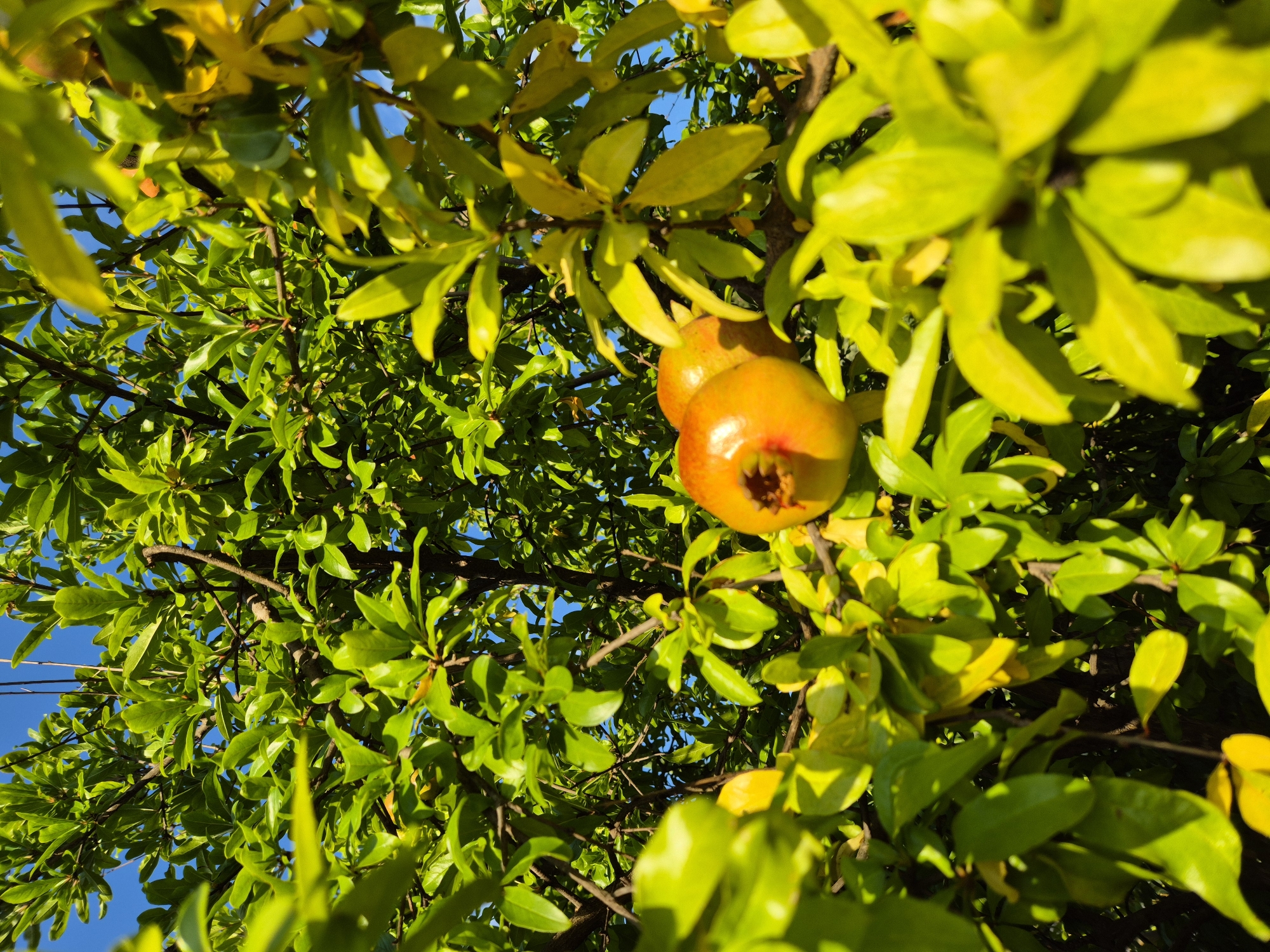 In Zambratija, Croatia, this image captures a close-up view of a pomegranate tree under a clear blue sky. The foreground is dominated by vibrant green leaves, many of which are illuminated by sunlight, giving them a yellowish hue. Several pomegranates are visible among the foliage. One is in sharp focus, a ripe, round fruit with a reddish-orange skin and a prominent calyx at its crown. To its left and slightly behind, another pomegranate is partially obscured by leaves. The branches of the tree are dark and woody, interwoven with the abundant greenery. The overall impression is one of a fruitful tree bathed in natural light.