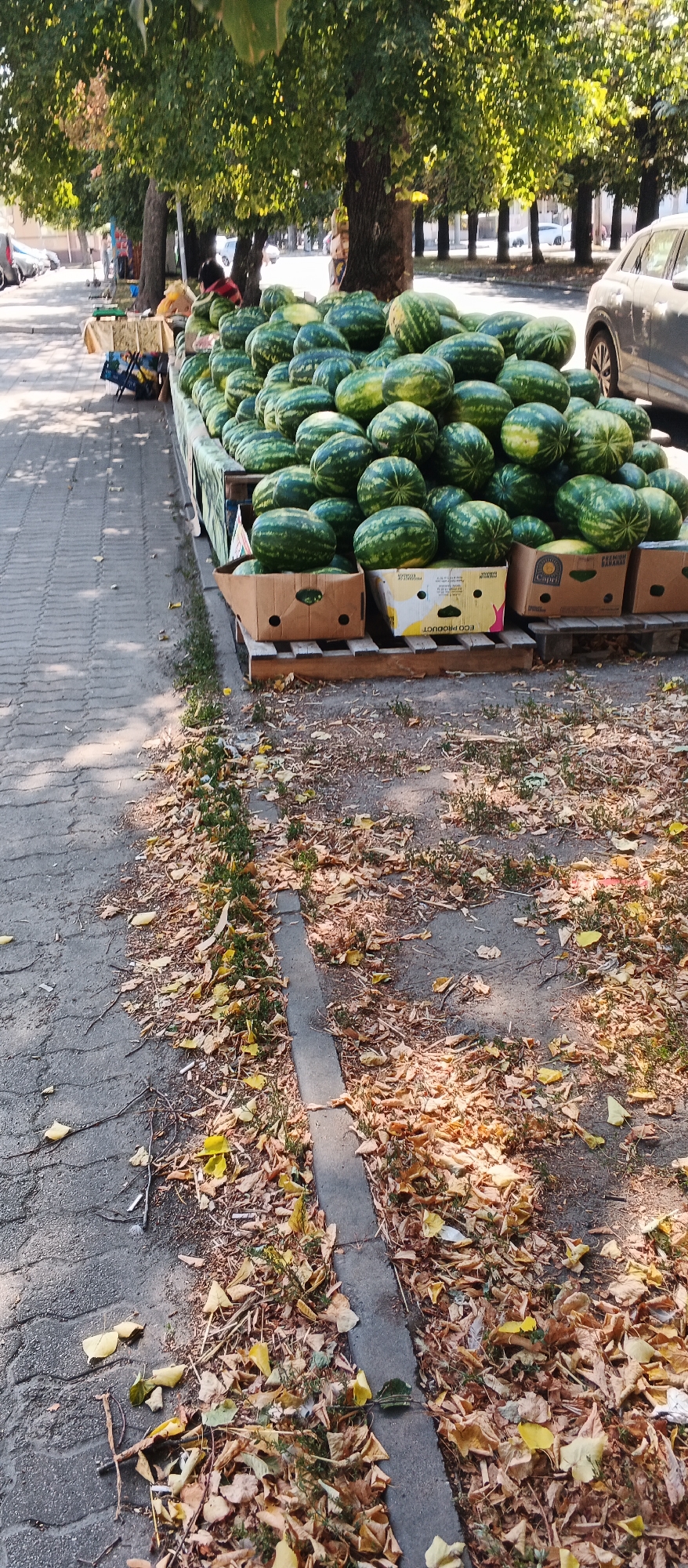 The image depicts an outdoor scene with a large pile of watermelons for sale. The watermelons are green with striped patterns and are arranged on a raised platform, partially contained by a green tarp and wooden pallets. Some watermelons are also displayed in cardboard boxes. In the background, there are trees with green foliage, and further down the street, there are parked cars and buildings. A person is partially visible behind the watermelons, appearing to be attending the stall. The ground in the foreground is paved with interlocking concrete blocks, and scattered fallen leaves suggest an autumn season. A curb runs along the edge of the paved area. The scene is consistent with a street market or roadside produce stand.